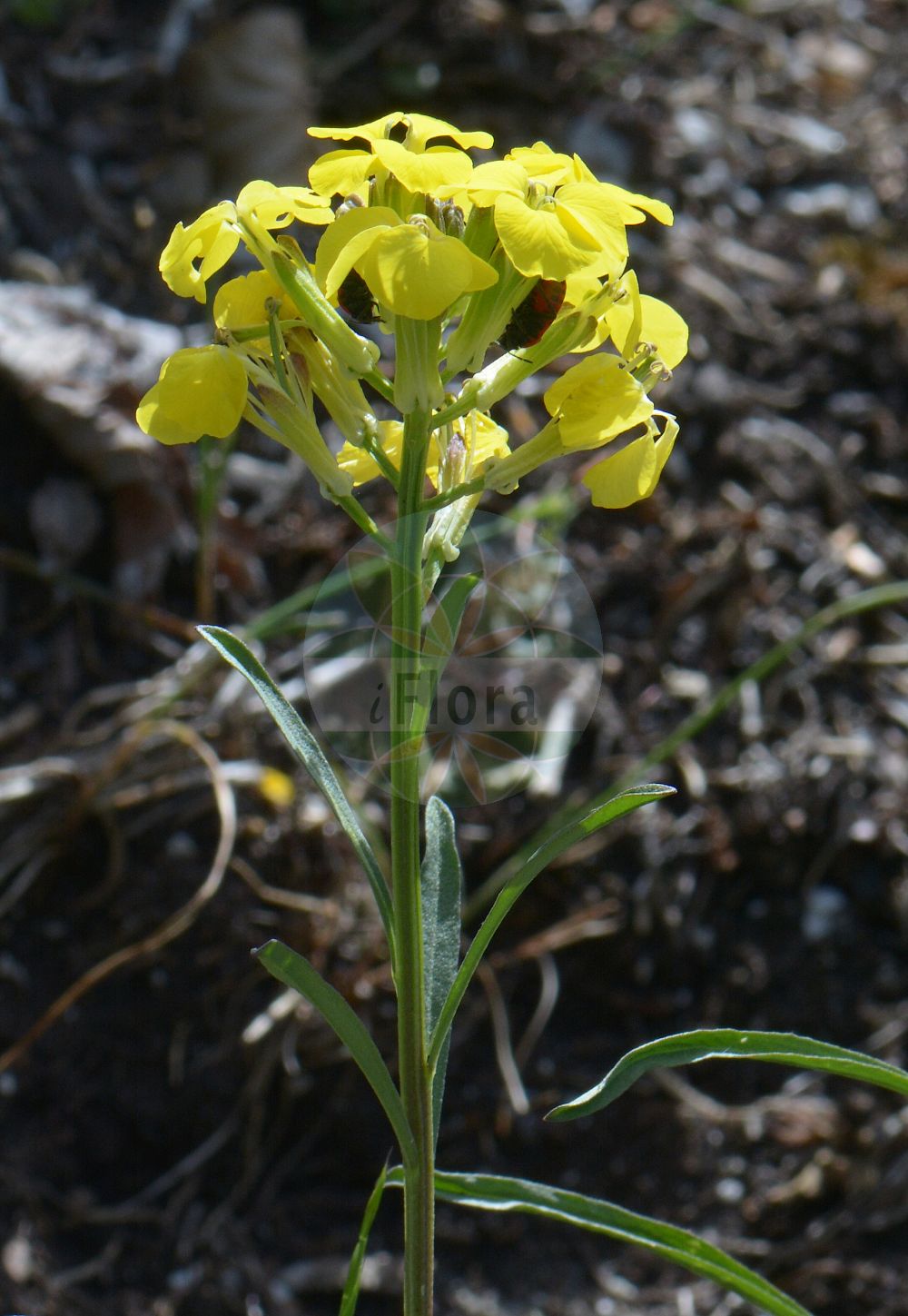 Foto von Erysimum sylvestre. Das Foto wurde in Villacher Alpe, Villach, Kärnten, Österreich aufgenommen. ---- Photo of Erysimum sylvestre. The picture was taken in Villacher Alpe, Villach, Carinthia, Austria.(Erysimum sylvestre,Cheiranthus sylvestris,Erysimum cheiranthus,Erysimum sylvestre,Erysimum,Schöterich,Wallflower,Brassicaceae,Kreuzblütler,Cabbage family)