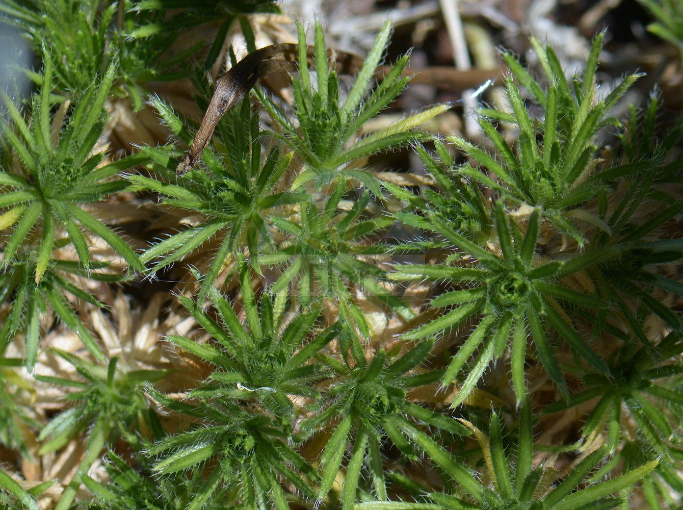 Foto von Draba hoppeana (Hoppe-Felsenblümchen). Das Foto wurde in Kopenhagen, Dänemark aufgenommen. ---- Photo of Draba hoppeana (Hoppe-Felsenblümchen). The picture was taken in Copenhagen, Denmark.(Draba hoppeana,Hoppe-Felsenblümchen,Draba hoppeana,Draba zahlbruckneri,Draba zahlbrueckneri,Hoppe-Felsenbluemchen,Draba,Felsenblümchen,Whitlowgrass,Brassicaceae,Kreuzblütler,Cabbage family)