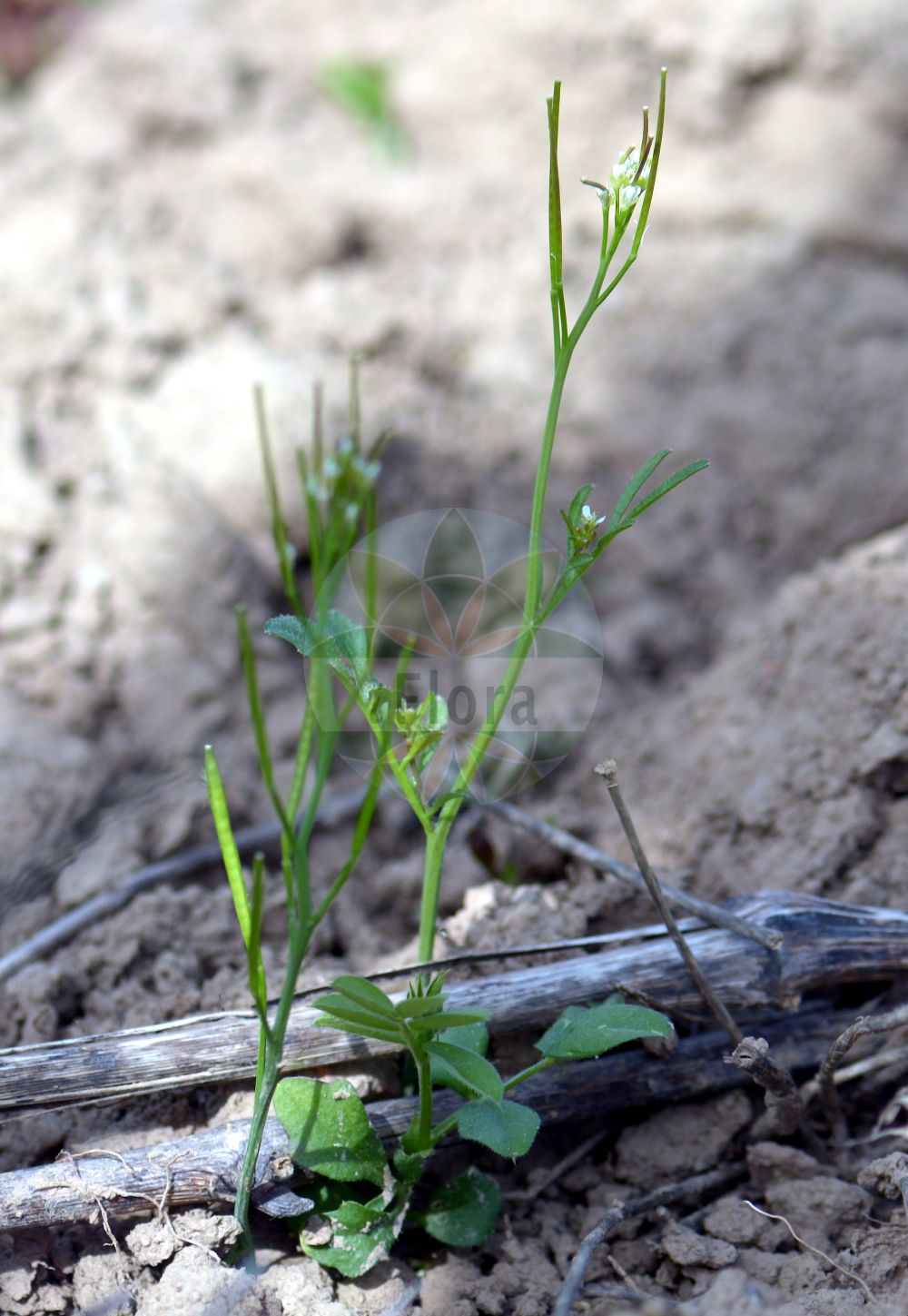 Foto von Cardamine hirsuta (Behaartes Schaumkraut - Hairy Bitter-cress). Das Foto wurde in Geisenheim, Hessen, Deutschland, Taunus aufgenommen. ---- Photo of Cardamine hirsuta (Behaartes Schaumkraut - Hairy Bitter-cress). The picture was taken in Geisenheim, Hesse, Germany, Taunus.(Cardamine hirsuta,Behaartes Schaumkraut,Hairy Bitter-cress,Cardamine hirsuta L. subsp.,Cardamine multicaulis,Cardamine hirsuta,Behaartes Schaumkraut,Vielstaengeliges Schaumkraut,Viermaenniges Schaumkraut,Hairy Bitter-cress,Lamb's Cress,Bristly Bittercress,Bittercress,Land Cress,Touch-me-Not,Cardamine,Schaumkraut,Bittercress,Brassicaceae,Kreuzblütler,Cabbage family)