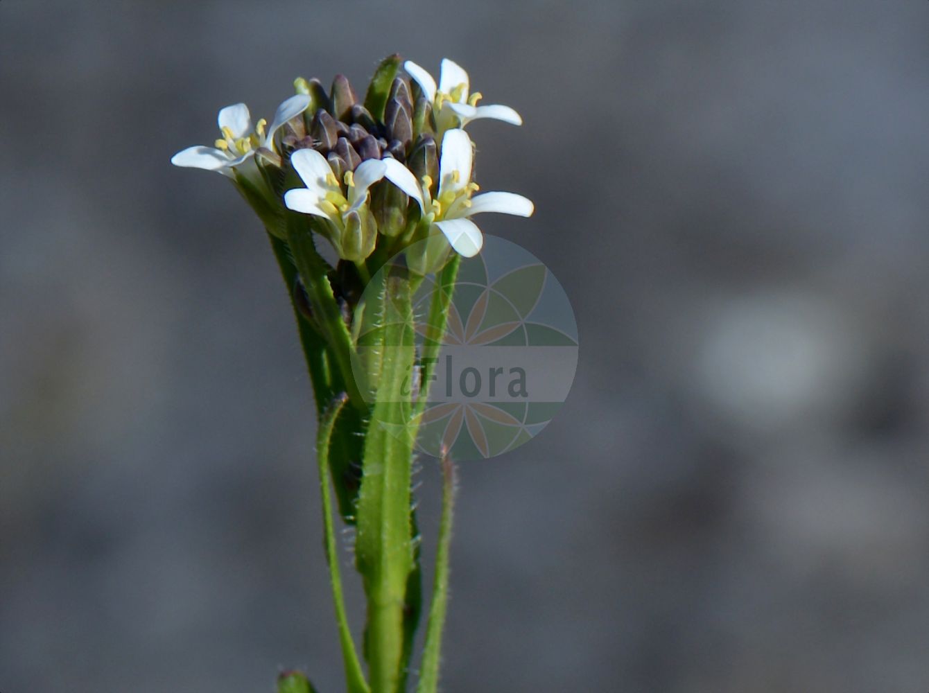 Foto von Arabis sagittata (Pfeilblättrige Gänsekresse - Arrowleaf Rockcress). Das Foto wurde in Münster, Nordrhein-Westfalen, Deutschland aufgenommen. ---- Photo of Arabis sagittata (Pfeilblättrige Gänsekresse - Arrowleaf Rockcress). The picture was taken in Muenster, North Rhine-Westphalia, Germany.(Arabis sagittata,Pfeilblättrige Gänsekresse,Arrowleaf Rockcress,Arabis sagittata,Turritis sagittata,Pfeilblaettrige Gaensekresse,Arrowleaf Rockcress,Arabis,Gänsekresse,Rockcress,Brassicaceae,Kreuzblütler,Cabbage family)
