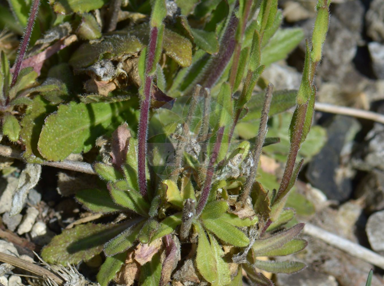 Foto von Arabis sagittata (Pfeilblättrige Gänsekresse - Arrowleaf Rockcress). Das Foto wurde in Münster, Nordrhein-Westfalen, Deutschland aufgenommen. ---- Photo of Arabis sagittata (Pfeilblättrige Gänsekresse - Arrowleaf Rockcress). The picture was taken in Muenster, North Rhine-Westphalia, Germany.(Arabis sagittata,Pfeilblättrige Gänsekresse,Arrowleaf Rockcress,Arabis sagittata,Turritis sagittata,Pfeilblaettrige Gaensekresse,Arrowleaf Rockcress,Arabis,Gänsekresse,Rockcress,Brassicaceae,Kreuzblütler,Cabbage family)