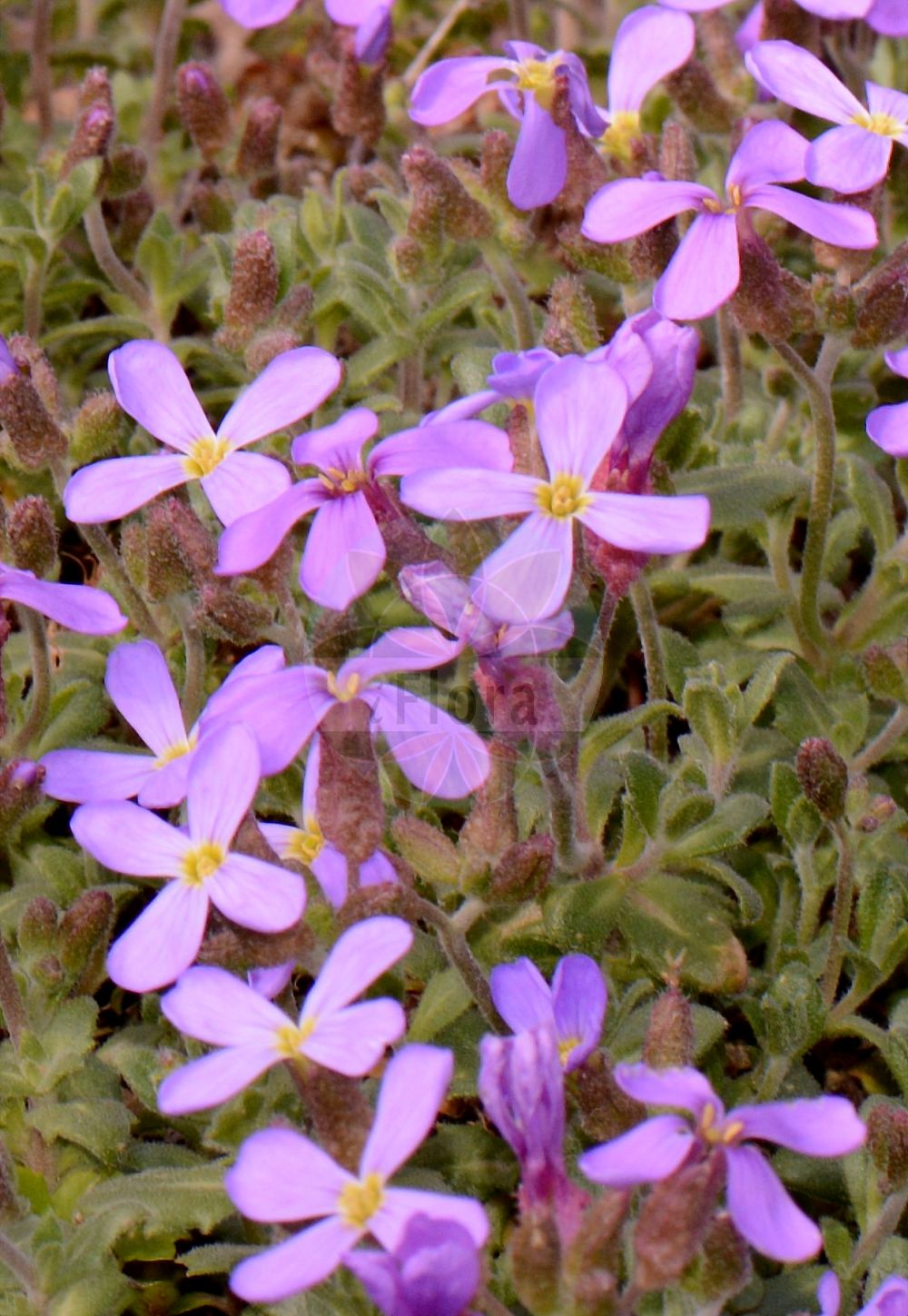 Foto von Aubrieta deltoidea (Aubretia). Das Foto wurde in Mainz, Rheinland-Pfalz, Deutschland aufgenommen. ---- Photo of Aubrieta deltoidea (Aubretia). The picture was taken in Mainz, Rhineland-Palatinate, Germany.(Aubrieta deltoidea,Aubretia,Alyssum deltoideum,Aubrieta deltoidea,Aubrieta deltoidea (L.) DC.,Aubrieta integrifolia,Aubrieta intermedia,Aubrieta intermedia Boiss. subsp.,Aubrieta intermedia subsp. falcata,Aubrieta,Brassicaceae,Kreuzblütler,Cabbage family)
