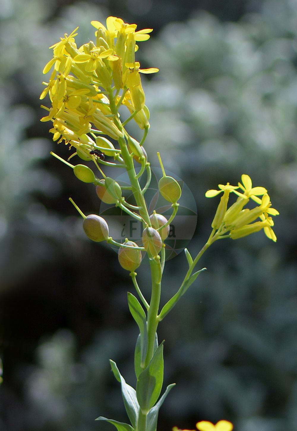 Foto von Alyssoides utriculata. Das Foto wurde in München, Bayern, Deutschland aufgenommen. ---- Photo of Alyssoides utriculata. The picture was taken in Munich, Bavaria, Germany.(Alyssoides utriculata,Alyssoides utriculata,Alyssoides utriculata (L.) Medik.,Alyssum oederi,Alyssum utriculatum,Cistocarpium utriculatum,Vesicaria graeca,Alyssoides,Brassicaceae,Kreuzblütler,Cabbage family)