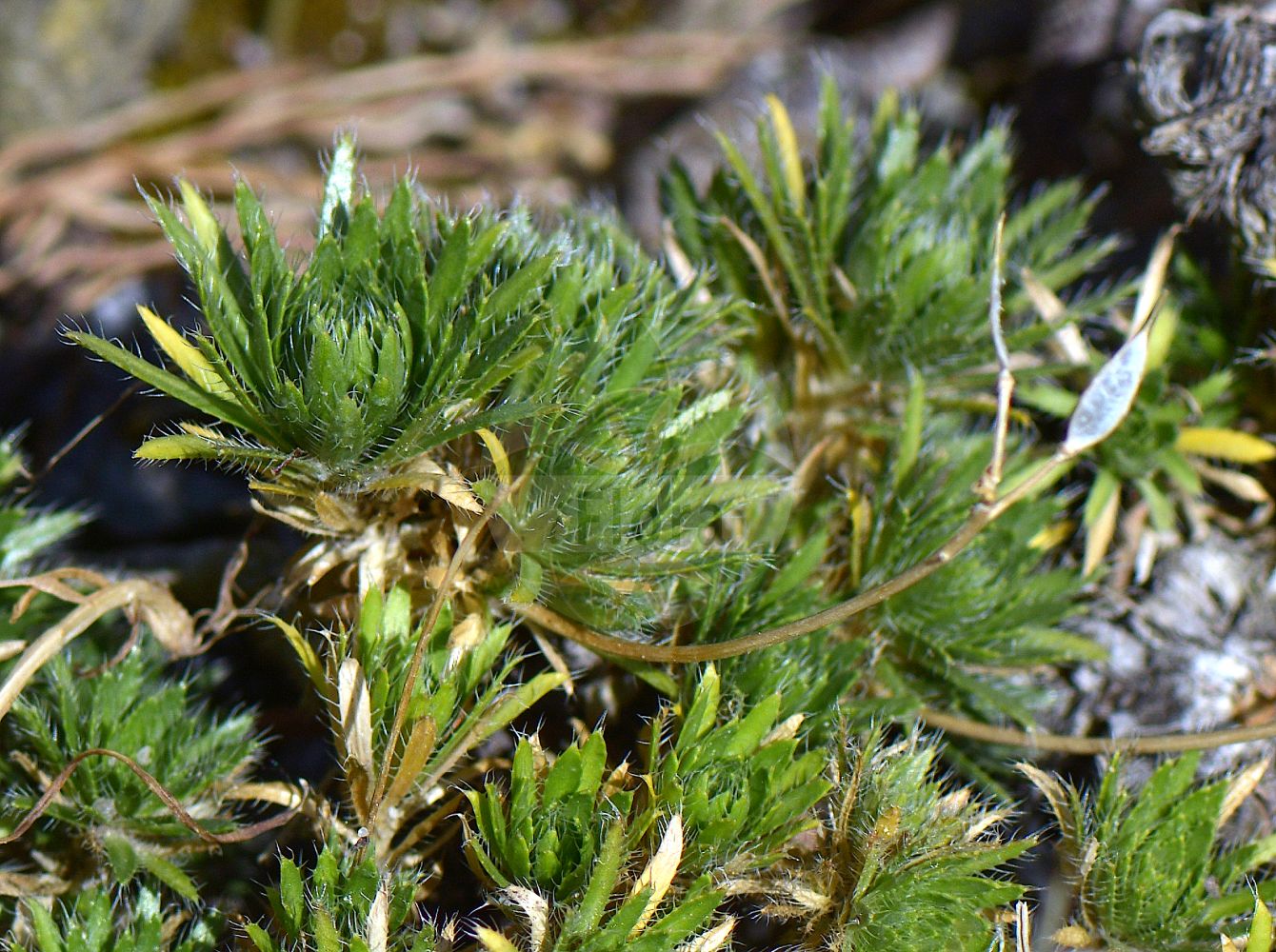 Foto von Draba lasiocarpa. Das Foto wurde in Kiel, Schleswig-Holstein, Deutschland aufgenommen. ---- Photo of Draba lasiocarpa. The picture was taken in Kiel, Schleswig-Holstein, Germany.(Draba lasiocarpa,Draba aizoon,Draba athoa,Draba bosniaca,Draba boueana,Draba compacta,Draba elongata,Draba lasiocarpa,Draba,Felsenblümchen,Whitlowgrass,Brassicaceae,Kreuzblütler,Cabbage family)