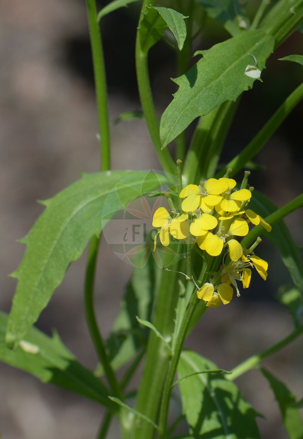 Foto von Erysimum hungaricum. Das Foto wurde in Göteborg, Schweden aufgenommen. ---- Photo of Erysimum hungaricum. The picture was taken in Gothenburg, Sweden.(Erysimum hungaricum,Erysimum hungaricum,Erysimum,Schöterich,Wallflower,Brassicaceae,Kreuzblütler,Cabbage family)