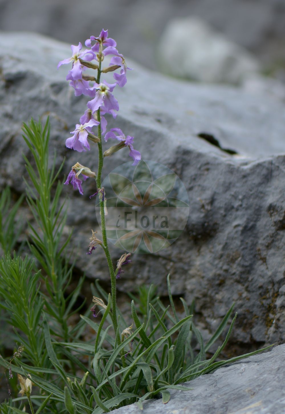 Foto von Matthiola fruticulosa. Das Foto wurde in Monte Bondeone, Provincia Autonoma di Trento, Italien, Alpen aufgenommen. ---- Photo of Matthiola fruticulosa. The picture was taken in Monte Bondeone, Provincia Autonoma di Trento, Italy, Alps.(Matthiola fruticulosa,Cheiranthus coronopifolius,Cheiranthus tristis,Matthiola carnica,Matthiola coronopifolia,Matthiola fruticulosa,Matthiola italica,Matthiola provincialis,Matthiola stenopetala,Matthiola telum,Matthiola tristis,Matthiola tristis var. italica,Matthiola,Brassicaceae,Kreuzblütler,Cabbage family)