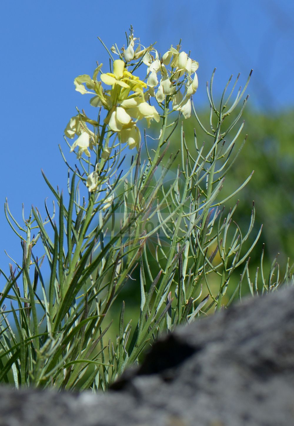 Foto von Erysimum rhaeticum. Das Foto wurde in Kiel, Schleswig-Holstein, Deutschland aufgenommen. ---- Photo of Erysimum rhaeticum. The picture was taken in Kiel, Schleswig-Holstein, Germany.(Erysimum rhaeticum,Cheiranthus rhaeticus,Erysimum rhaeticum,Erysimum,Schöterich,Wallflower,Brassicaceae,Kreuzblütler,Cabbage family)