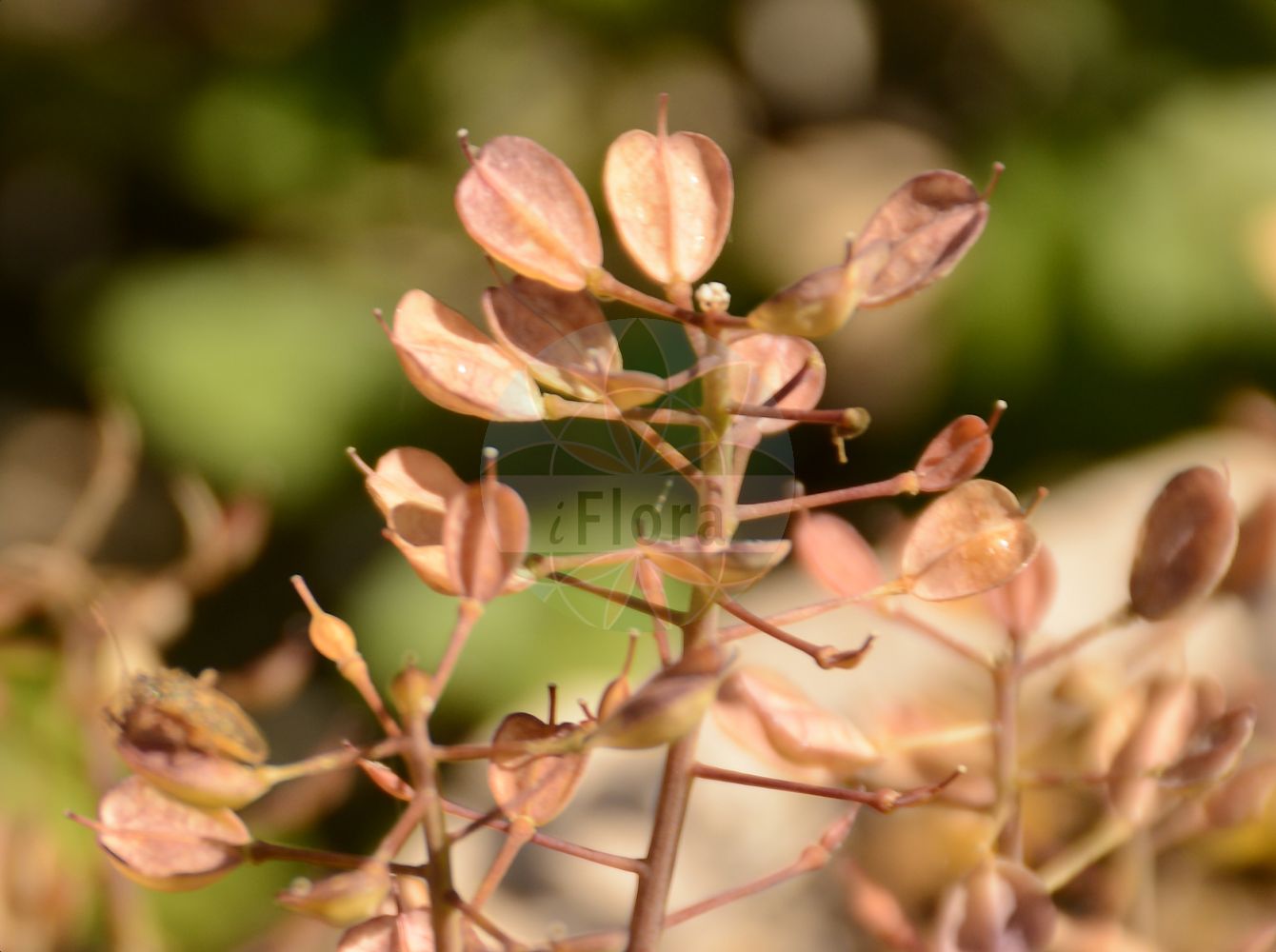 Foto von Noccaea montana (Berg-Hellerkraut - Alpine Penny-cress). Das Foto wurde in Besancon, Bourgogne-Franche-Comté (Präfektur), Frankreich aufgenommen. ---- Photo of Noccaea montana (Berg-Hellerkraut - Alpine Penny-cress). The picture was taken in Besançon, Bourgogne-Franche-Comté.(Noccaea montana,Berg-Hellerkraut,Alpine Penny-cress,Crucifera montana,Noccaea montana,Thlaspi lotharingum,Berg-Hellerkraut,Alpine Penny-cress,Mountain Pennycress,Wild Candytuft,Noccaea,Hellerkraut,Brassicaceae,Kreuzblütler,Cabbage family)