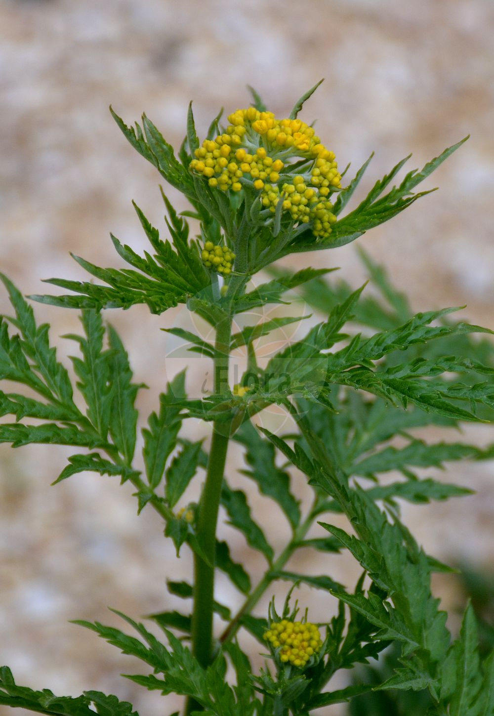 Foto von Descurainia tanacetifolia. Das Foto wurde in Station Alpine Joseph Fourier, Col du Lautaret, Auvergne-Rhône-Alpes, Frankreich aufgenommen. ---- Photo of Descurainia tanacetifolia. The picture was taken in Station Alpine Joseph Fourier, Col du Lautaret, Auvergne-Rhône-Alpes, France.(Descurainia tanacetifolia,Descurainia tanacetifolia,Hugueninia tanacetifolia,Sisymbrium tanacetifolium,Descurainia,Besenrauke,Brassicaceae,Kreuzblütler,Cabbage family)