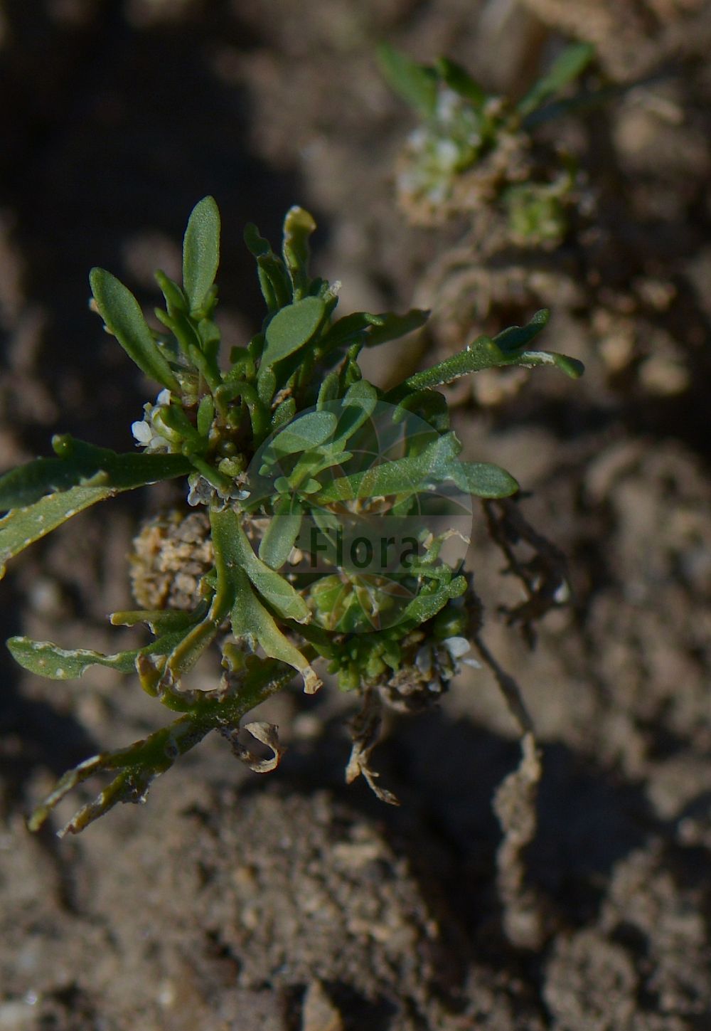Foto von Lepidium coronopus (Niederliegender Krähenfuß - Swine-cress). Das Foto wurde in Göttingen, Niedersachsen, Deutschland aufgenommen. ---- Photo of Lepidium coronopus (Niederliegender Krähenfuß - Swine-cress). The picture was taken in Goettingen, Lower Saxony, Germany.(Lepidium coronopus,Niederliegender Krähenfuß,Swine-cress,Coronopus procumbens,Coronopus ruelli,Coronopus ruellii,Coronopus squamatus,Coronopus verrucarius,Lepidium coronopus,Lepidium squamatum,Senebiera coronopus,Niederliegender Kraehenfuss,Gewoehnlicher Kraehenfuss,Swine-cress,Greater Swinecress,Lepidium,Kresse,Pepperweed,Brassicaceae,Kreuzblütler,Cabbage family)