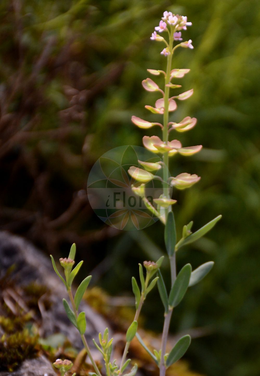 Foto von Noccaea praecox. Das Foto wurde in Linz, Oberösterreich, Österreich aufgenommen. ---- Photo of Noccaea praecox. The picture was taken in Linz, Upper Austria, Austria.(Noccaea praecox,Noccaea praecox,Thlaspi praecox,Noccaea,Hellerkraut,Brassicaceae,Kreuzblütler,Cabbage family)