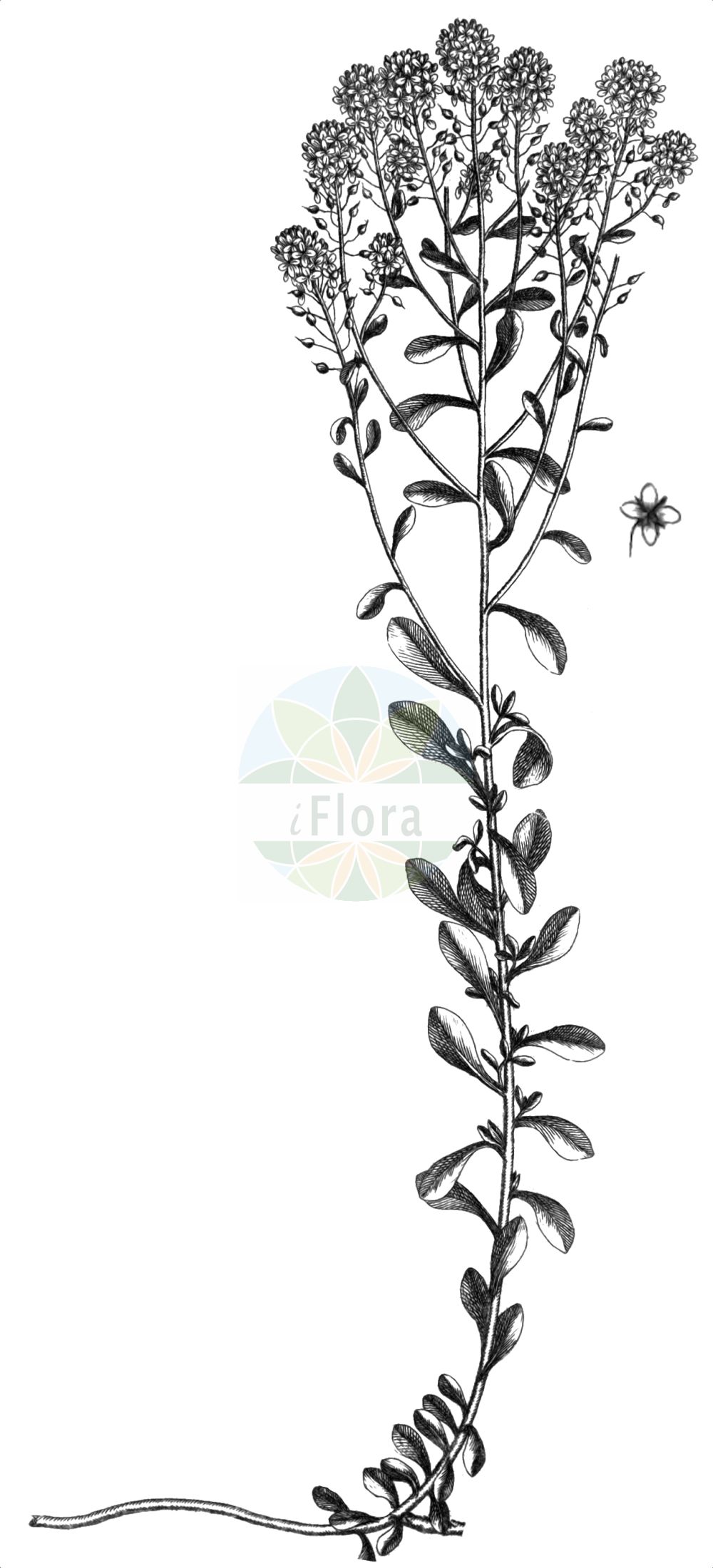 Historische Abbildung von Odontarrhena argentea. Das Bild zeigt Blatt, Bluete, Frucht und Same. ---- Historical Drawing of Odontarrhena argentea. The image is showing leaf, flower, fruit and seed.(Odontarrhena argentea,Adyseton argenteum,Alyssum argenteum,Alyssum elatum,Lunaria argentea,Odontarrhena argentea,Odontarrhena,Brassicaceae,Kreuzblütler,Cabbage family,Blatt,Bluete,Frucht,Same,leaf,flower,fruit,seed,Allioni (1785))