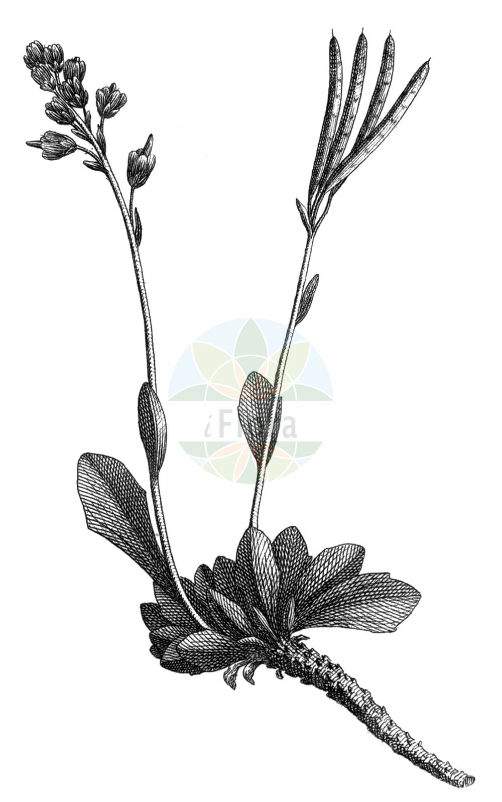 Historische Abbildung von Arabis caerulea (Blaue Gänsekresse - Blue Arabis). Das Bild zeigt Blatt, Bluete, Frucht und Same. ---- Historical Drawing of Arabis caerulea (Blaue Gänsekresse - Blue Arabis). The image is showing leaf, flower, fruit and seed.(Arabis caerulea,Blaue Gänsekresse,Blue Arabis,Arabis caerulea,Turritis caerulea,Blaue Gaensekresse,Blaukresse,Blue Arabis,Bluish Rockcress,Arabis,Gänsekresse,Rockcress,Brassicaceae,Kreuzblütler,Cabbage family,Blatt,Bluete,Frucht,Same,leaf,flower,fruit,seed,Allioni (1785))