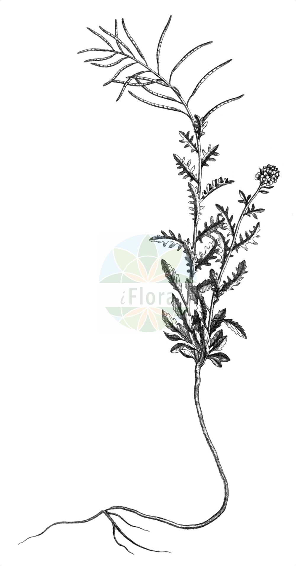 Historische Abbildung von Murbeckiella pinnatifida. Das Bild zeigt Blatt, Bluete, Frucht und Same. ---- Historical Drawing of Murbeckiella pinnatifida. The image is showing leaf, flower, fruit and seed.(Murbeckiella pinnatifida,Arabis pinnatifida,Murbeckiella pinnatifida,Murbeckiella pinnatifida (Lam.) Rothm.,Phryne pinnatifida,Sisymbrium dentatum,Sisymbrium pinnatifidum,Sisymbrium pinnatifidum subsp. lapeyrousianum,Murbeckiella,Brassicaceae,Kreuzblütler,Cabbage family,Blatt,Bluete,Frucht,Same,leaf,flower,fruit,seed,Allioni (1785))