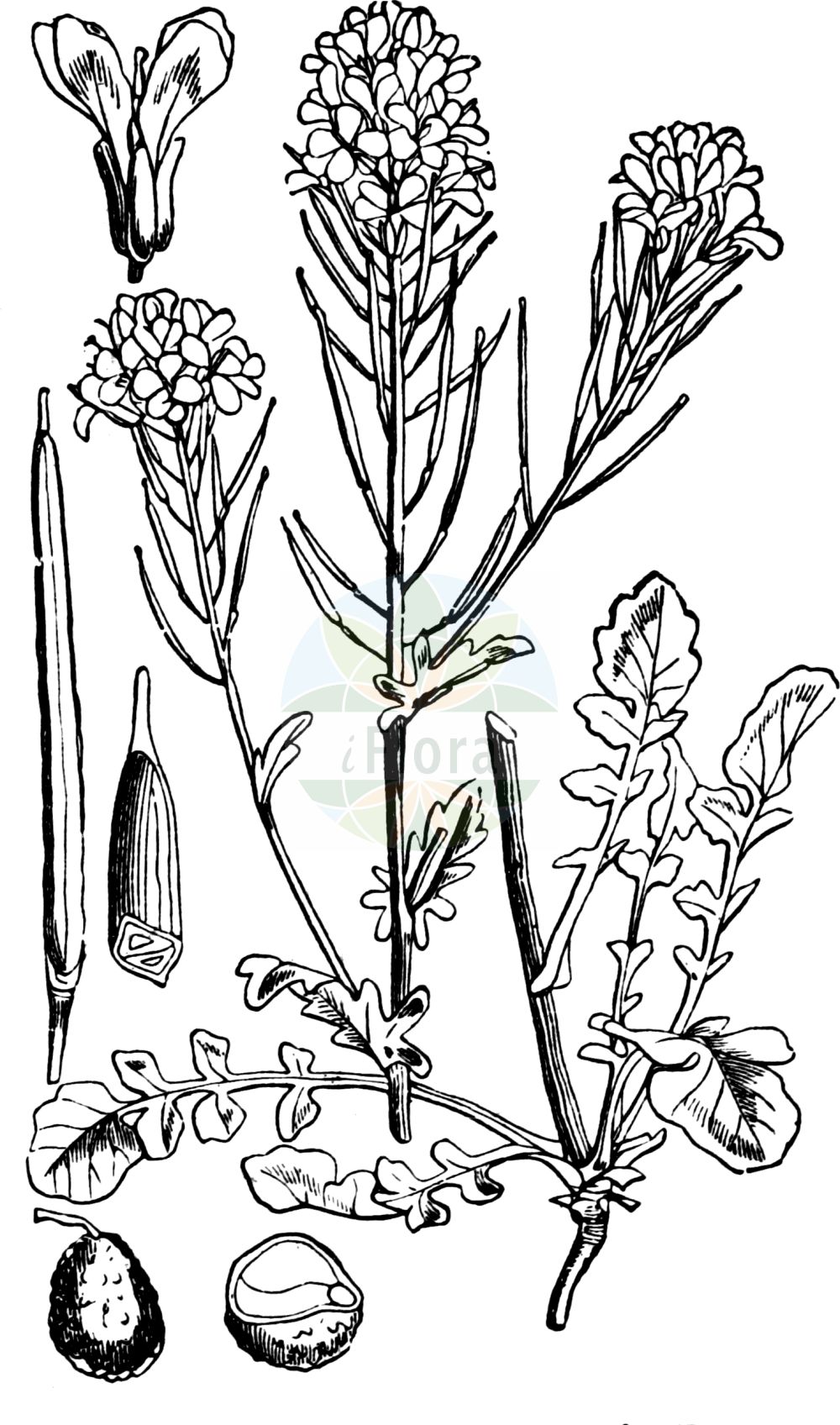 Historische Abbildung von Barbarea vulgaris agg. (Gewöhnliches Barbarakraut - Winter-cress). Das Bild zeigt Blatt, Bluete, Frucht und Same. ---- Historical Drawing of Barbarea vulgaris agg. (Gewöhnliches Barbarakraut - Winter-cress). The image is showing leaf, flower, fruit and seed.(Barbarea vulgaris agg.,Gewöhnliches Barbarakraut,Winter-cress,Gewoehnliches Barbarakraut,Winter-cress,Bittercress,Herb Barbara,Rocketcress,Winter Rocket,Wound Rocket,Yellow Rocket,Bitter Wintercress,Common Wintercress,Common Yellow Rocket,Garden Yellow Rocket,Upland Cress,Barbarea,Barbarakraut,Wintercress,Brassicaceae,Kreuzblütler,Cabbage family,Blatt,Bluete,Frucht,Same,leaf,flower,fruit,seed,Fitch et al. (1880))