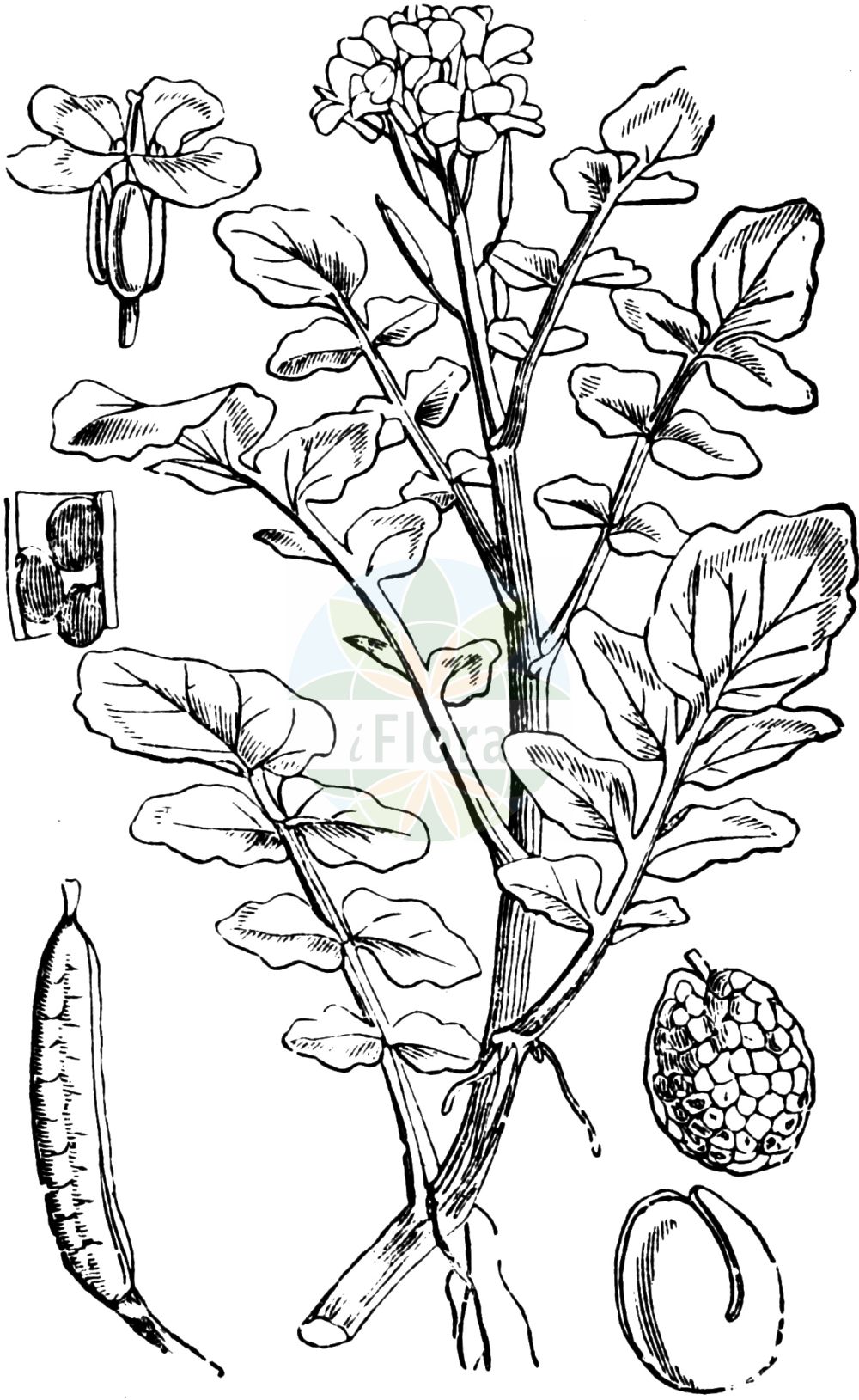 Historische Abbildung von Nasturtium officinale (Gewöhnliche Brunnenkresse - Water-cress). Das Bild zeigt Blatt, Bluete, Frucht und Same. ---- Historical Drawing of Nasturtium officinale (Gewöhnliche Brunnenkresse - Water-cress). The image is showing leaf, flower, fruit and seed.(Nasturtium officinale,Gewöhnliche Brunnenkresse,Water-cress,Nasturtium aquaticum,Nasturtium fontanum,Nasturtium officinale,Nasturtium siifolium,Rorippa nasturtium-aquaticum,Rorippa nasturtium-aquaticum (L.) Hayek,Sisymbrium nasturtium-aquaticum,Gewoehnliche Brunnenkresse,Wasserkresse,Water-cress,Nasturtium,Brunnenkresse,Watercress,Brassicaceae,Kreuzblütler,Cabbage family,Blatt,Bluete,Frucht,Same,leaf,flower,fruit,seed,Fitch et al. (1880))