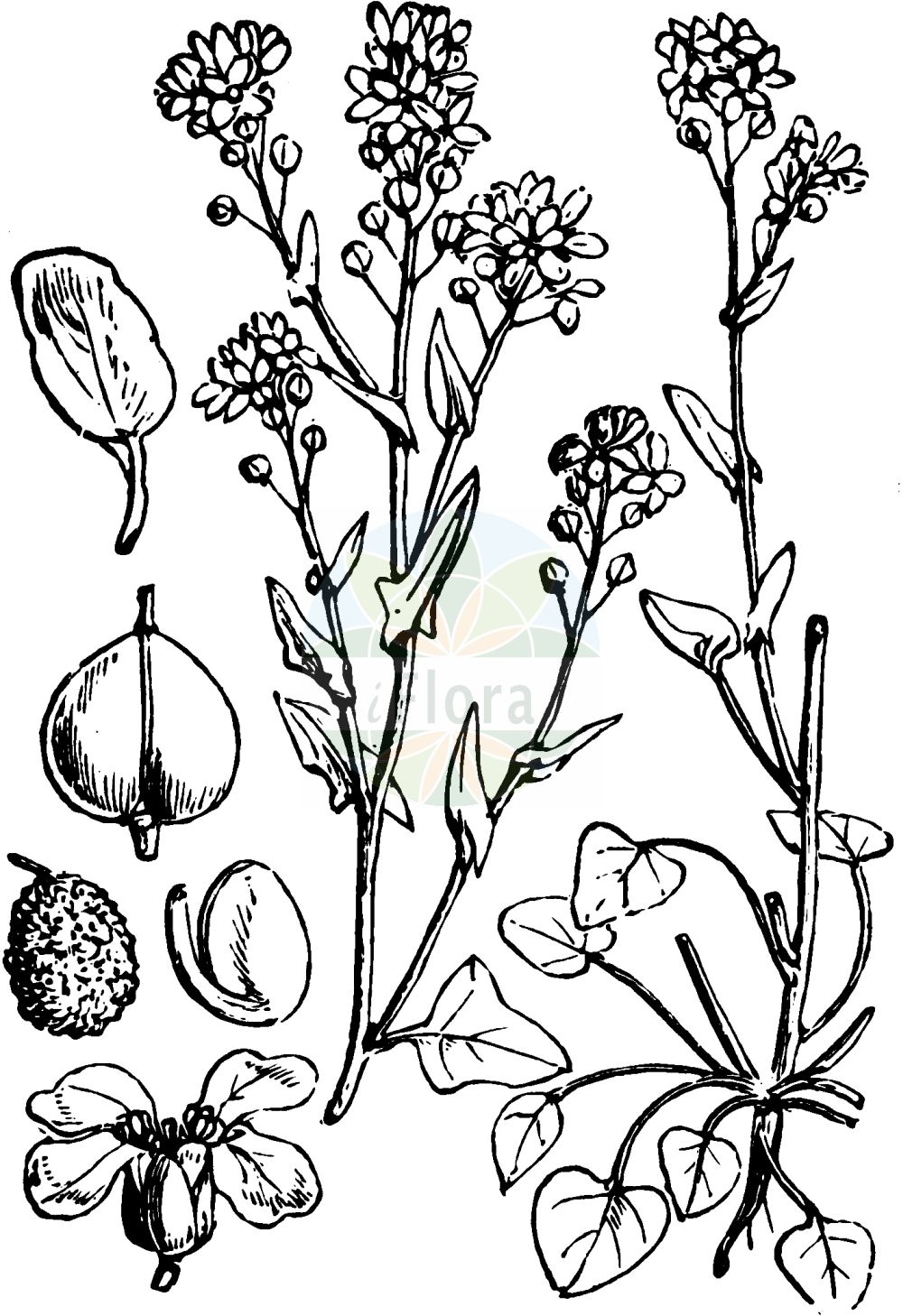 Historische Abbildung von Cochlearia officinalis (Gewöhnliches Löffelkraut - Common Scurvygrass). Das Bild zeigt Blatt, Bluete, Frucht und Same. ---- Historical Drawing of Cochlearia officinalis (Gewöhnliches Löffelkraut - Common Scurvygrass). The image is showing leaf, flower, fruit and seed.(Cochlearia officinalis,Gewöhnliches Löffelkraut,Common Scurvygrass,Cochlearia officinalis,Gewoehnliches Loeffelkraut,Echtes Loeffelkraut,Echtes Loeffelkraut,Gebraeuchliches Loeffelkraut,Common Scurvygrass,Danish Scurvygrass,Common & Long-leaved Scurvygrass,Scorbute Grass,Scurvygrass,Spoonwort,Cochlearia,Löffelkraut,Scurvygrass,Brassicaceae,Kreuzblütler,Cabbage family,Blatt,Bluete,Frucht,Same,leaf,flower,fruit,seed,Fitch et al. (1880))