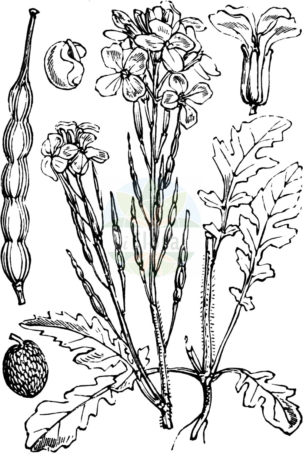 Historische Abbildung von Raphanus raphanistrum (Acker-Rettich - Jointed Charlock). Das Bild zeigt Blatt, Bluete, Frucht und Same. ---- Historical Drawing of Raphanus raphanistrum (Acker-Rettich - Jointed Charlock). The image is showing leaf, flower, fruit and seed.(Raphanus raphanistrum,Acker-Rettich,Jointed Charlock,Raphanistrum arvense,Raphanus raphanistrum,Raphanus sylvestris,Acker-Rettich,Hederich,Jointed Charlock,Runch,Wild Radish,Raphanus,Hederich,Radish,Brassicaceae,Kreuzblütler,Cabbage family,Blatt,Bluete,Frucht,Same,leaf,flower,fruit,seed,Fitch et al. (1880))