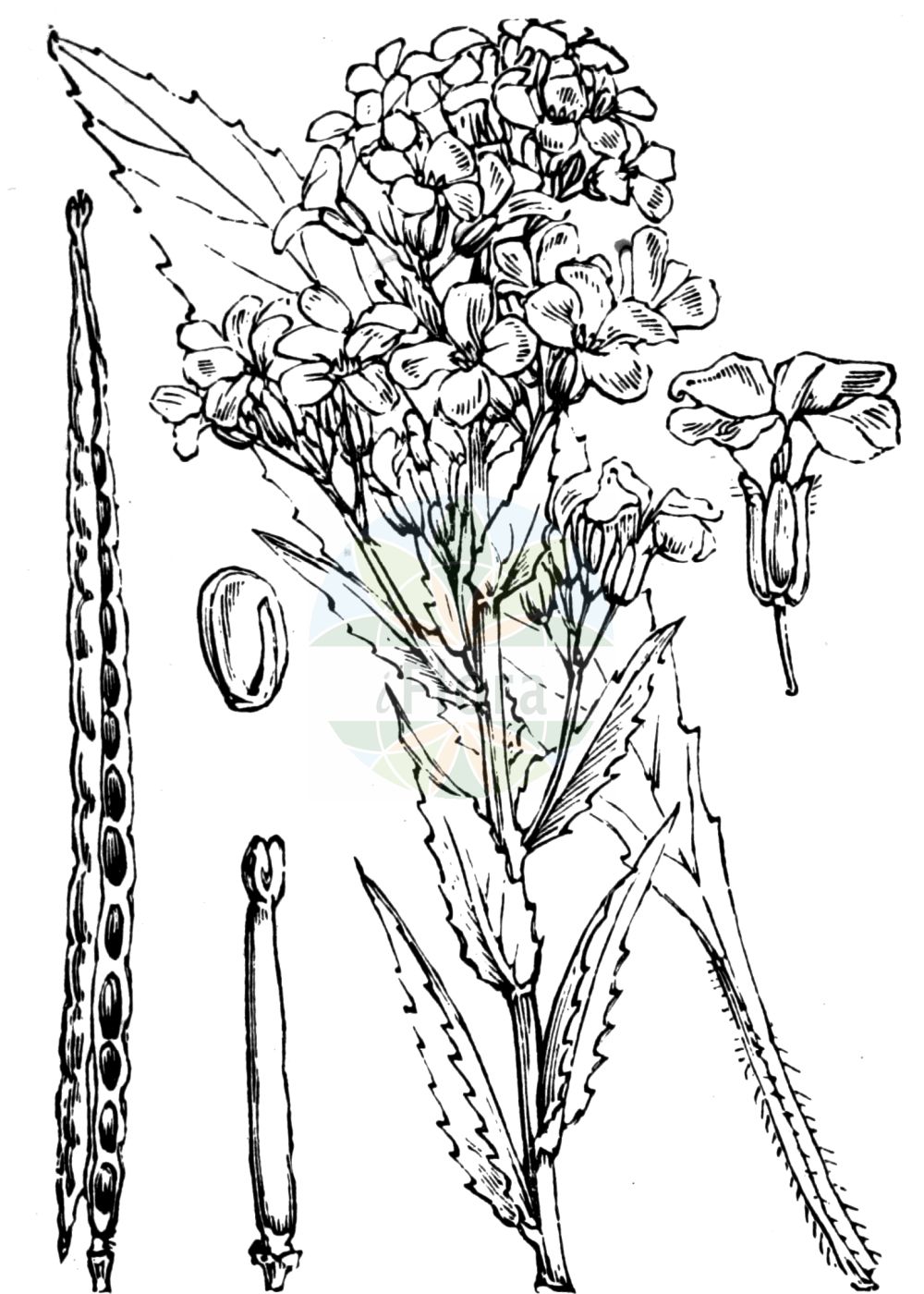 Historische Abbildung von Hesperis matronalis (Gewöhnliche Nachtviole - Dame's-violet). Das Bild zeigt Blatt, Bluete, Frucht und Same. ---- Historical Drawing of Hesperis matronalis (Gewöhnliche Nachtviole - Dame's-violet). The image is showing leaf, flower, fruit and seed.(Hesperis matronalis,Gewöhnliche Nachtviole,Dame's-violet,Hesperis elata,Hesperis matronalis,Gewoehnliche Nachtviole,Dame's-violet,Dame's Rocket,Mother Of The Evening,Hesperis,Nachtviole,Rocket,Brassicaceae,Kreuzblütler,Cabbage family,Blatt,Bluete,Frucht,Same,leaf,flower,fruit,seed,Fitch et al. (1880))