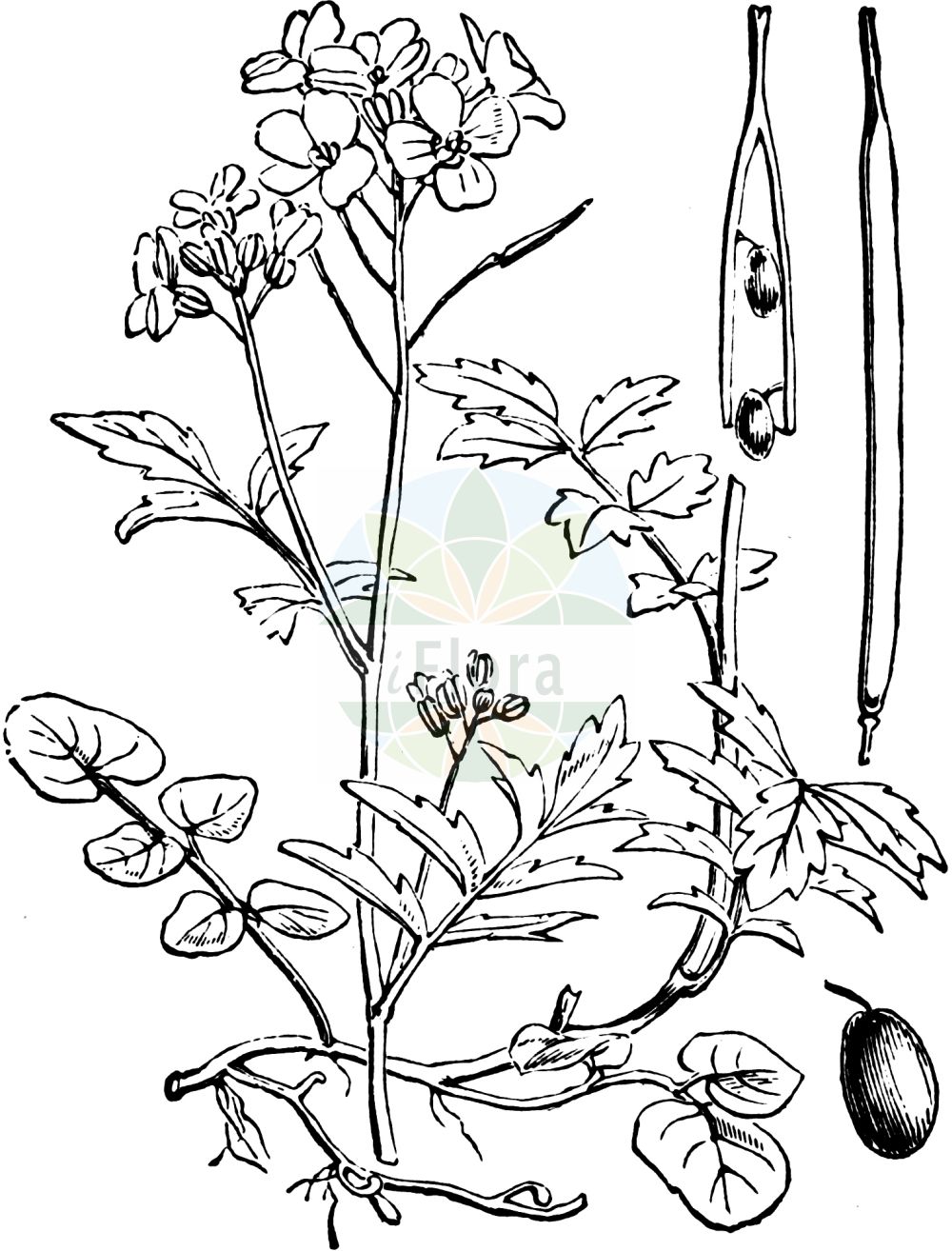 Historische Abbildung von Cardamine amara (Bitteres Schaumkraut - Large Bitter-cress). Das Bild zeigt Blatt, Bluete, Frucht und Same. ---- Historical Drawing of Cardamine amara (Bitteres Schaumkraut - Large Bitter-cress). The image is showing leaf, flower, fruit and seed.(Cardamine amara,Bitteres Schaumkraut,Large Bitter-cress,Cardamine amara,Bitteres Schaumkraut,Bittere Kresse,Large Bitter-cress,Common Bittercress,Large-flowered Bittercress,Cardamine,Schaumkraut,Bittercress,Brassicaceae,Kreuzblütler,Cabbage family,Blatt,Bluete,Frucht,Same,leaf,flower,fruit,seed,Fitch et al. (1880))