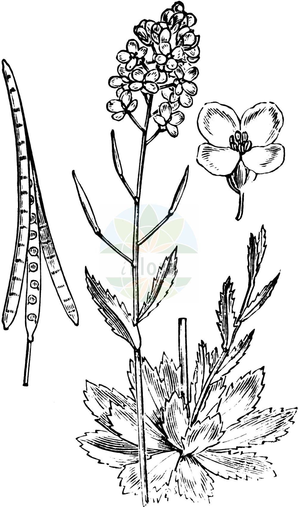 Historische Abbildung von Arabis alpina (Alpen-Gänsekresse - Alpine Rock-cress). Das Bild zeigt Blatt, Bluete, Frucht und Same. ---- Historical Drawing of Arabis alpina (Alpen-Gänsekresse - Alpine Rock-cress). The image is showing leaf, flower, fruit and seed.(Arabis alpina,Alpen-Gänsekresse,Alpine Rock-cress,Arabis alpestre,Arabis alpina,Arabis crispata,Arabis janitrix,Arabis merinoi,Arabis pieninica,Alpen-Gaensekresse,Garten-Gaensekresse,Alpine Rock-cress,Arabis,Gänsekresse,Rockcress,Brassicaceae,Kreuzblütler,Cabbage family,Blatt,Bluete,Frucht,Same,leaf,flower,fruit,seed,Fitch et al. (1880))