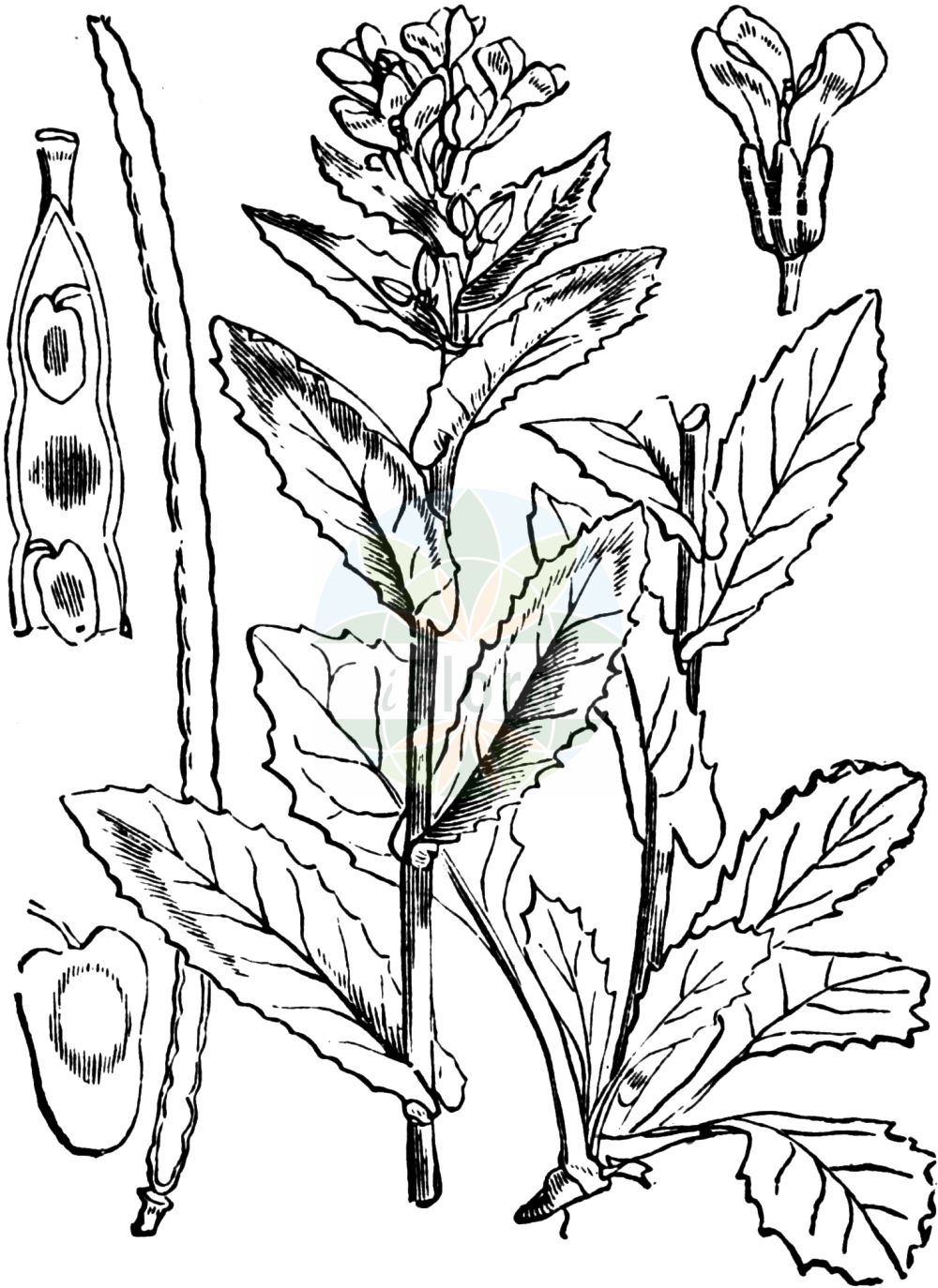 Historische Abbildung von Pseudoturritis turrita (Turm-Gänsekresse - Tower Cress). Das Bild zeigt Blatt, Bluete, Frucht und Same. ---- Historical Drawing of Pseudoturritis turrita (Turm-Gänsekresse - Tower Cress). The image is showing leaf, flower, fruit and seed.(Pseudoturritis turrita,Turm-Gänsekresse,Tower Cress,Arabis turrita,Pseudoturritis turrita,Turm-Gaensekresse,Bogenfrucht-Gaensekresse,Tower Cress,Tower Rockcress,Pseudoturritis,Turmkraut,Tower Cress,Brassicaceae,Kreuzblütler,Cabbage family,Blatt,Bluete,Frucht,Same,leaf,flower,fruit,seed,Fitch et al. (1880))