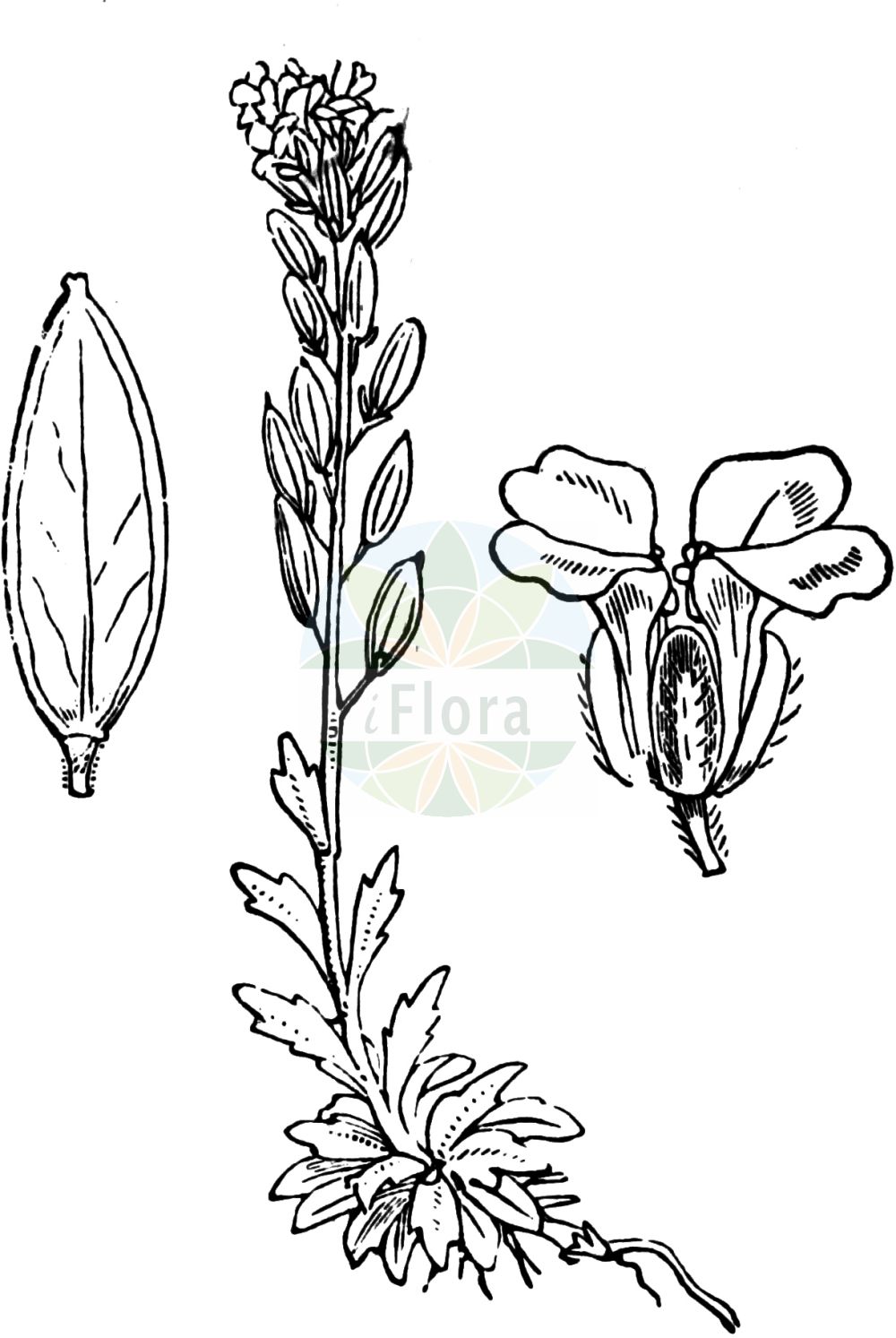 Historische Abbildung von Draba incana (Berner Hungerblümchen - Hoary Whitlowgrass). Das Bild zeigt Blatt, Bluete, Frucht und Same. ---- Historical Drawing of Draba incana (Berner Hungerblümchen - Hoary Whitlowgrass). The image is showing leaf, flower, fruit and seed.(Draba incana,Berner Hungerblümchen,Hoary Whitlowgrass,Draba bernensis,Draba confusa,Draba incana,Draba incana L. var.,Draba stylaris,Draba thomasii,Berner Hungerbluemchen,Kochs Hungerbluemchen,Langgriffeliges Felsenbluemchen,Hoary Whitlowgrass,Twisted Draba,Twisted Whitlowgrass,Draba,Felsenblümchen,Whitlowgrass,Brassicaceae,Kreuzblütler,Cabbage family,Blatt,Bluete,Frucht,Same,leaf,flower,fruit,seed,Fitch et al. (1880))