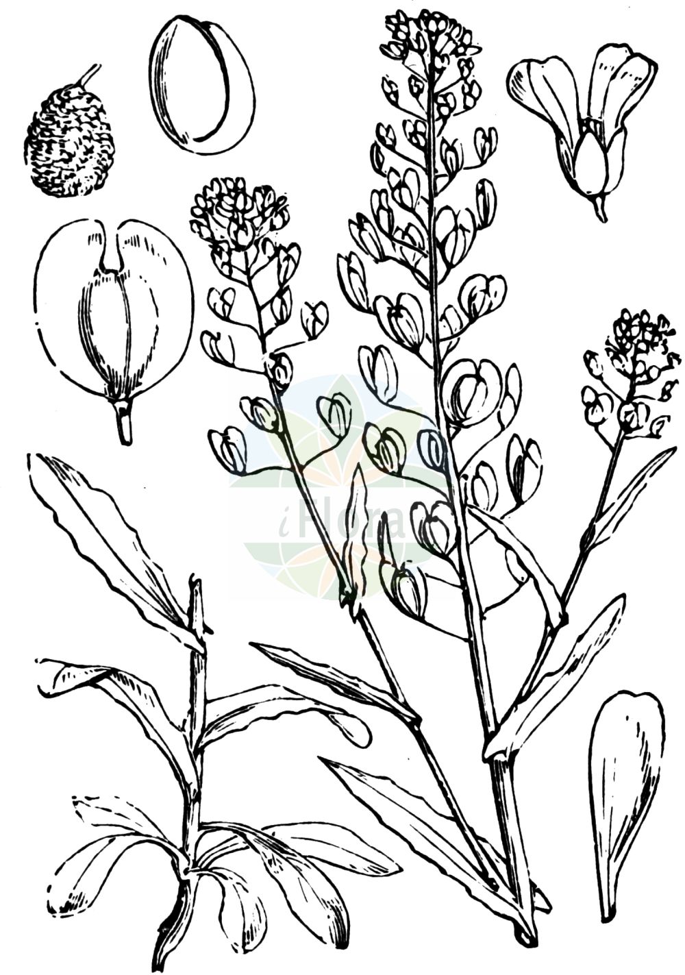 Historische Abbildung von Thlaspi arvense (Acker-Hellerkraut - Field Penny-cress). Das Bild zeigt Blatt, Bluete, Frucht und Same. ---- Historical Drawing of Thlaspi arvense (Acker-Hellerkraut - Field Penny-cress). The image is showing leaf, flower, fruit and seed.(Thlaspi arvense,Acker-Hellerkraut,Field Penny-cress,Thlaspi arvense,Thlaspi arvense L. subsp.,Acker-Hellerkraut,Field Penny-cress,Fanweed,French Weed,Thlaspi,Hellerkraut,Pennycress,Brassicaceae,Kreuzblütler,Cabbage family,Blatt,Bluete,Frucht,Same,leaf,flower,fruit,seed,Fitch et al. (1880))