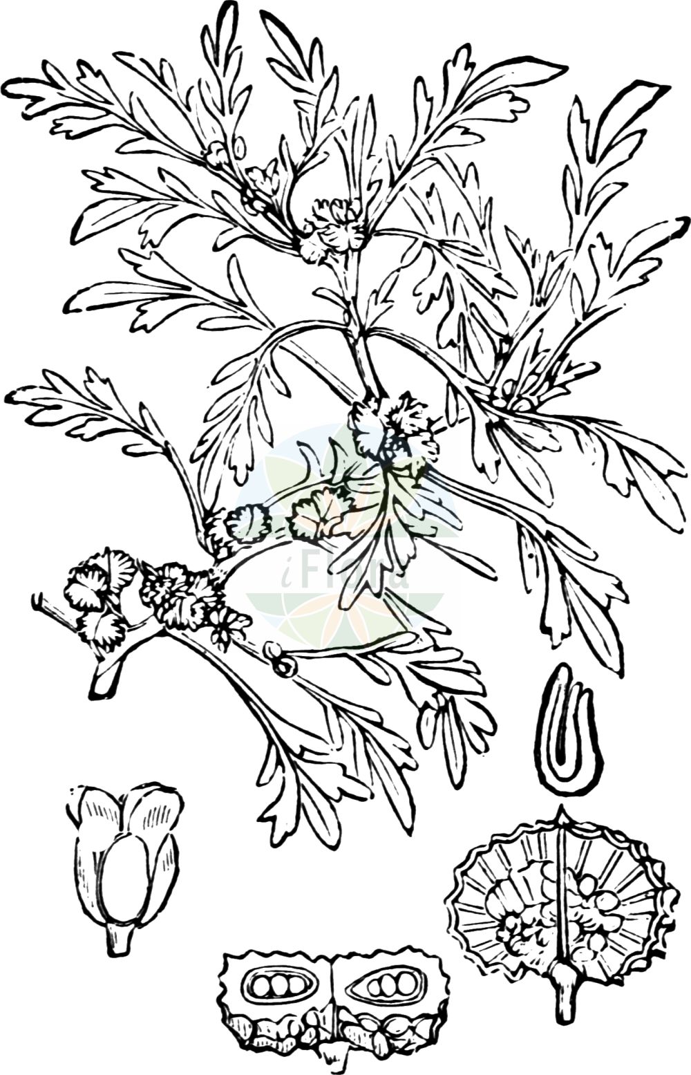 Historische Abbildung von Lepidium coronopus (Niederliegender Krähenfuß - Swine-cress). Das Bild zeigt Blatt, Bluete, Frucht und Same. ---- Historical Drawing of Lepidium coronopus (Niederliegender Krähenfuß - Swine-cress). The image is showing leaf, flower, fruit and seed.(Lepidium coronopus,Niederliegender Krähenfuß,Swine-cress,Coronopus procumbens,Coronopus ruelli,Coronopus ruellii,Coronopus squamatus,Coronopus verrucarius,Lepidium coronopus,Lepidium squamatum,Senebiera coronopus,Niederliegender Kraehenfuss,Gewoehnlicher Kraehenfuss,Swine-cress,Greater Swinecress,Lepidium,Kresse,Pepperweed,Brassicaceae,Kreuzblütler,Cabbage family,Blatt,Bluete,Frucht,Same,leaf,flower,fruit,seed,Fitch et al. (1880))