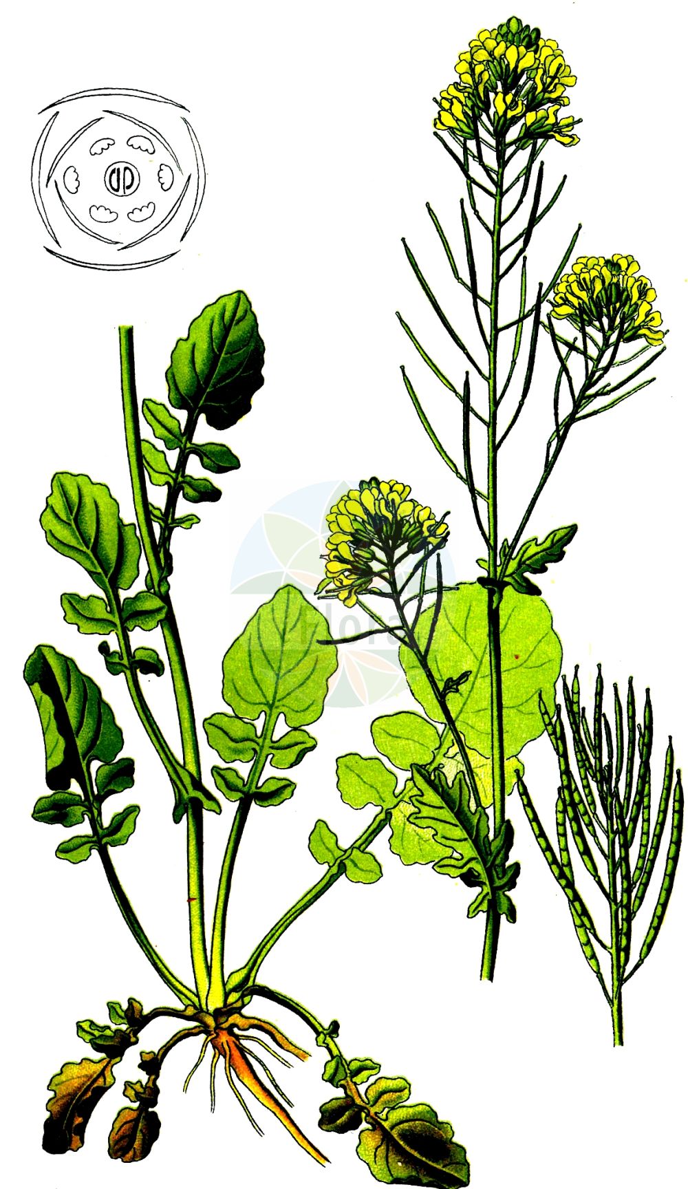 Historische Abbildung von Barbarea vulgaris agg. (Gewöhnliches Barbarakraut - Winter-cress). Das Bild zeigt Blatt, Bluete, Frucht und Same. ---- Historical Drawing of Barbarea vulgaris agg. (Gewöhnliches Barbarakraut - Winter-cress). The image is showing leaf, flower, fruit and seed.(Barbarea vulgaris agg.,Gewöhnliches Barbarakraut,Winter-cress,Gewoehnliches Barbarakraut,Winter-cress,Bittercress,Herb Barbara,Rocketcress,Winter Rocket,Wound Rocket,Yellow Rocket,Bitter Wintercress,Common Wintercress,Common Yellow Rocket,Garden Yellow Rocket,Upland Cress,Barbarea,Barbarakraut,Wintercress,Brassicaceae,Kreuzblütler,Cabbage family,Blatt,Bluete,Frucht,Same,leaf,flower,fruit,seed,Thomé (1885))