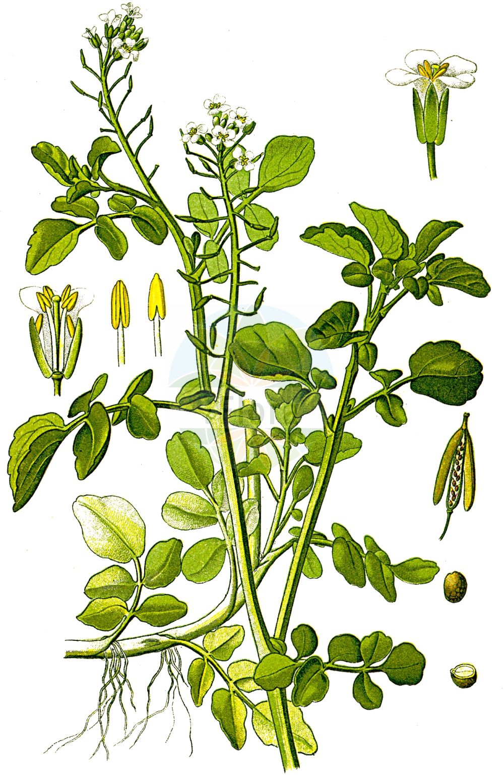 Historische Abbildung von Nasturtium officinale (Gewöhnliche Brunnenkresse - Water-cress). Das Bild zeigt Blatt, Bluete, Frucht und Same. ---- Historical Drawing of Nasturtium officinale (Gewöhnliche Brunnenkresse - Water-cress). The image is showing leaf, flower, fruit and seed.(Nasturtium officinale,Gewöhnliche Brunnenkresse,Water-cress,Nasturtium aquaticum,Nasturtium fontanum,Nasturtium officinale,Nasturtium siifolium,Rorippa nasturtium-aquaticum,Rorippa nasturtium-aquaticum (L.) Hayek,Sisymbrium nasturtium-aquaticum,Gewoehnliche Brunnenkresse,Wasserkresse,Water-cress,Nasturtium,Brunnenkresse,Watercress,Brassicaceae,Kreuzblütler,Cabbage family,Blatt,Bluete,Frucht,Same,leaf,flower,fruit,seed,Thomé (1885))