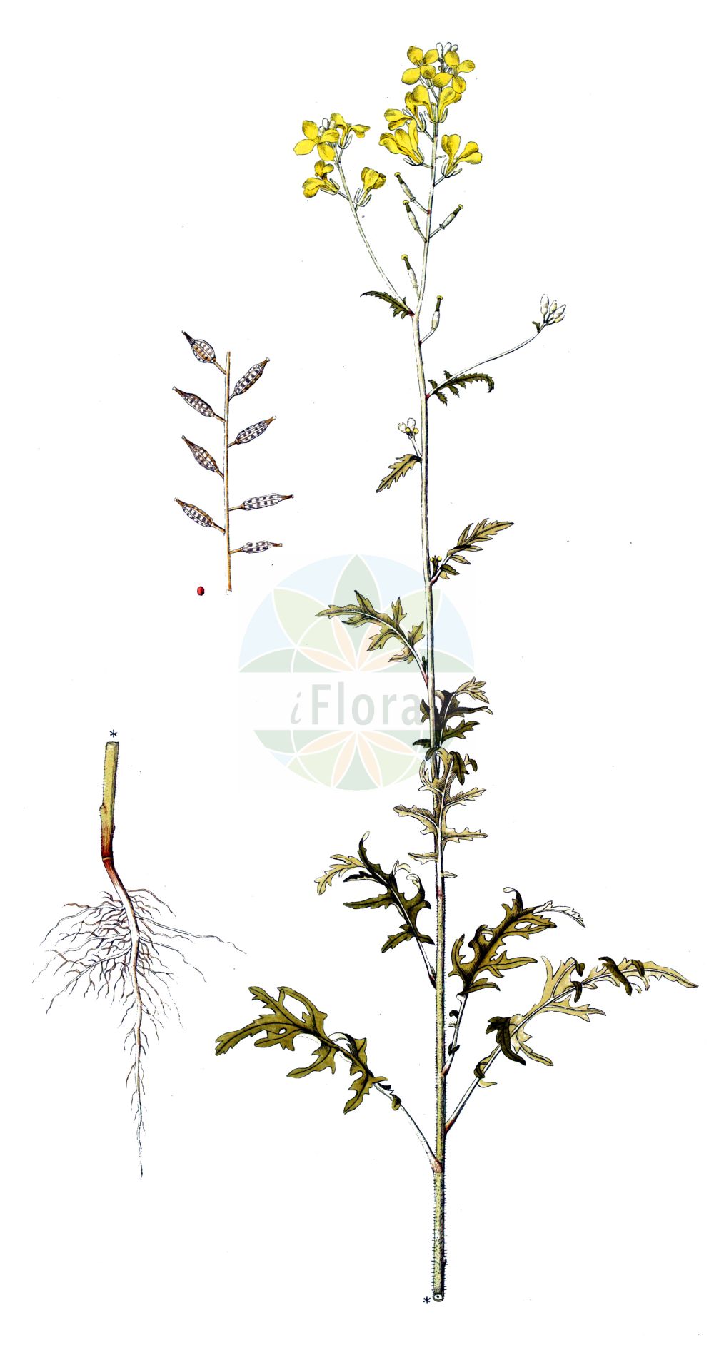 Historische Abbildung von Sinapis arvensis (Acker-Senf - Charlock). Das Bild zeigt Blatt, Bluete, Frucht und Same. ---- Historical Drawing of Sinapis arvensis (Acker-Senf - Charlock). The image is showing leaf, flower, fruit and seed.(Sinapis arvensis,Acker-Senf,Charlock,Brassica arvensis,Brassica sinapistrum,Sinapis arvensis,Sinapis orientalis,Sinapis schkuhriana,Acker-Senf,Wilder Senf,Charlock,Charlock Mustard,Kedlock,Kelk,Kilk,Wild Mustard,Yellow Charlock,Sinapis,Senf,Mustard,Brassicaceae,Kreuzblütler,Cabbage family,Blatt,Bluete,Frucht,Same,leaf,flower,fruit,seed)