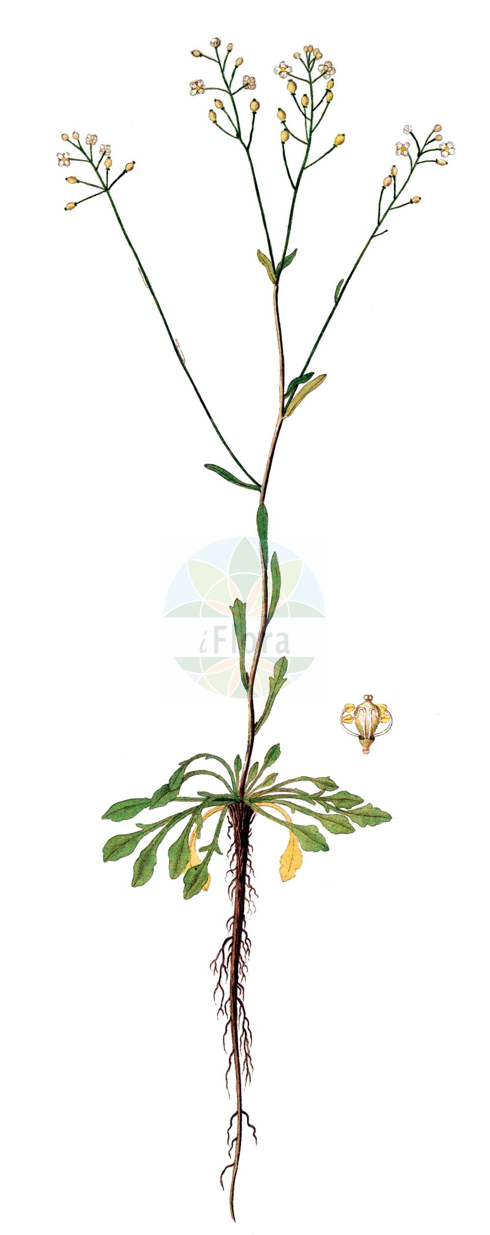 Historische Abbildung von Kernera saxatilis (Felsen-Kugelschötchen - Kernera). Das Bild zeigt Blatt, Bluete, Frucht und Same. ---- Historical Drawing of Kernera saxatilis (Felsen-Kugelschötchen - Kernera). The image is showing leaf, flower, fruit and seed.(Kernera saxatilis,Felsen-Kugelschötchen,Kernera,Cochlearia saxatilis,Kernera myagroides,Kernera saxatilis,Felsen-Kugelschoetchen,Kernera,Kernera,Kugelschötchen,Kernera,Brassicaceae,Kreuzblütler,Cabbage family,Blatt,Bluete,Frucht,Same,leaf,flower,fruit,seed)
