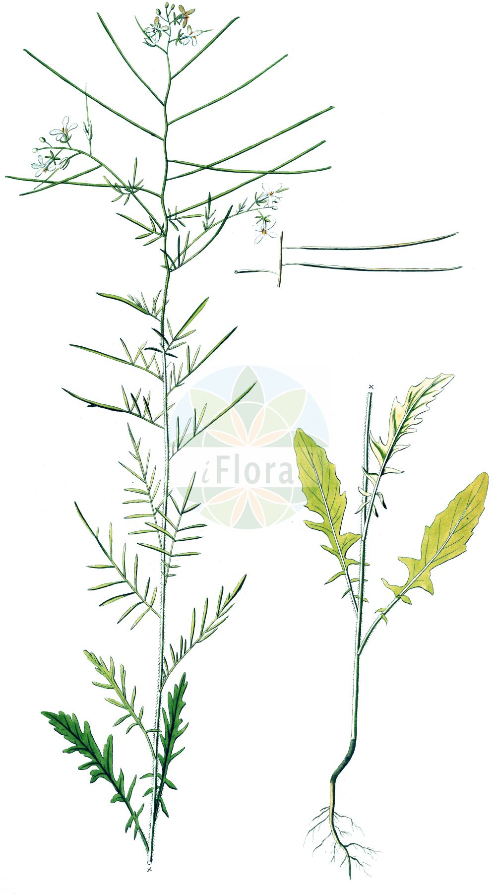 Historische Abbildung von Sisymbrium altissimum (Ungarische Rauke - Tall Rocket). Das Bild zeigt Blatt, Bluete, Frucht und Same. ---- Historical Drawing of Sisymbrium altissimum (Ungarische Rauke - Tall Rocket). The image is showing leaf, flower, fruit and seed.(Sisymbrium altissimum,Ungarische Rauke,Tall Rocket,Sisymbrium altissimum,Sisymbrium pannonicum,Sisymbrium sinapistrum,Ungarische Rauke,Riesen-Rauke,Tall Rocket,Jim Hill Mustard,Tall Tumblemustard,Tumble Mustard,Sisymbrium,Rauke,Hedgemustard,Brassicaceae,Kreuzblütler,Cabbage family,Blatt,Bluete,Frucht,Same,leaf,flower,fruit,seed)