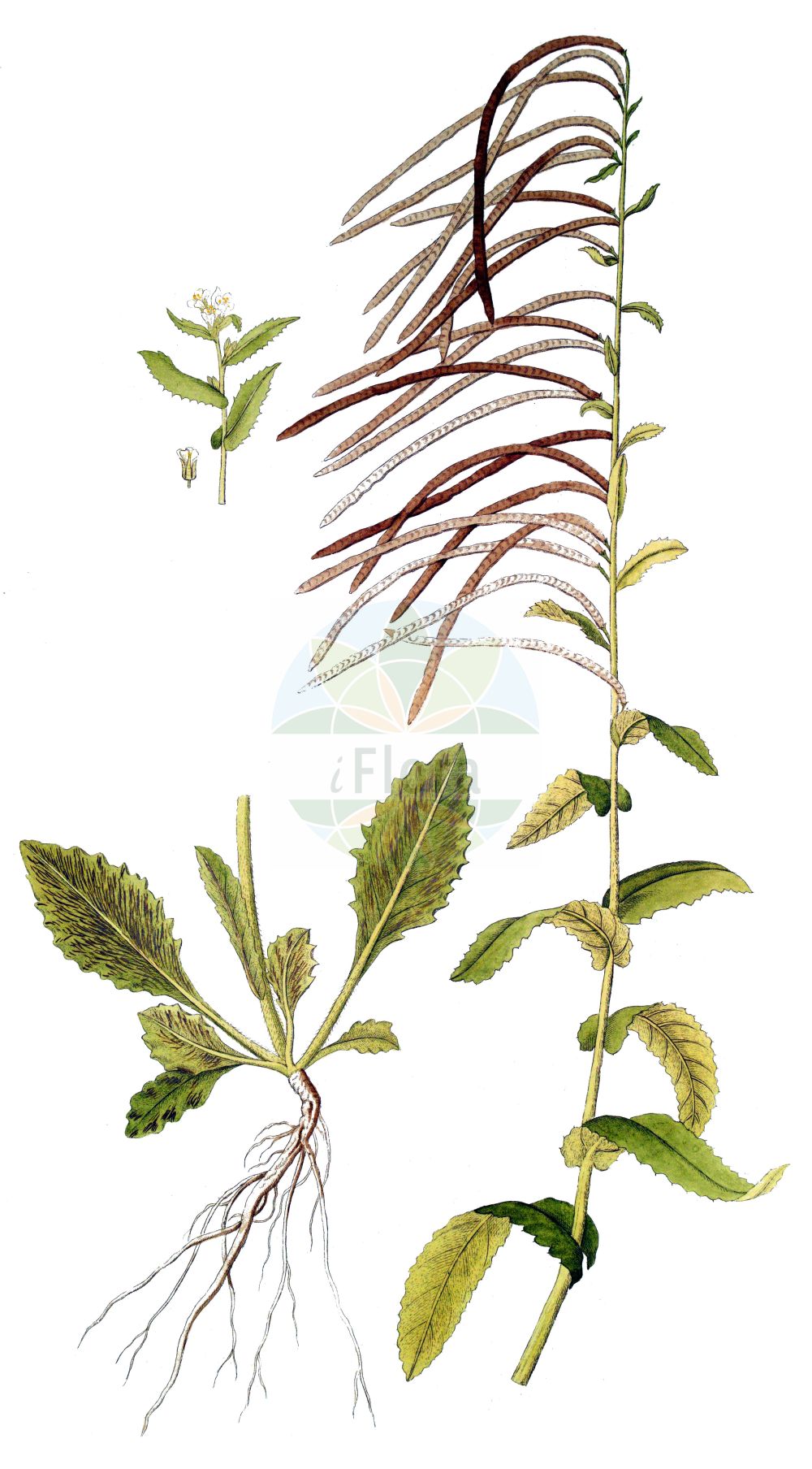 Historische Abbildung von Pseudoturritis turrita (Turm-Gänsekresse - Tower Cress). Das Bild zeigt Blatt, Bluete, Frucht und Same. ---- Historical Drawing of Pseudoturritis turrita (Turm-Gänsekresse - Tower Cress). The image is showing leaf, flower, fruit and seed.(Pseudoturritis turrita,Turm-Gänsekresse,Tower Cress,Arabis turrita,Pseudoturritis turrita,Turm-Gaensekresse,Bogenfrucht-Gaensekresse,Tower Cress,Tower Rockcress,Pseudoturritis,Turmkraut,Tower Cress,Brassicaceae,Kreuzblütler,Cabbage family,Blatt,Bluete,Frucht,Same,leaf,flower,fruit,seed)