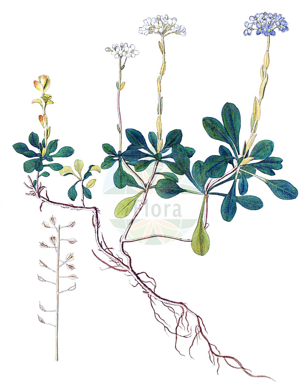 Historische Abbildung von Noccaea montana (Berg-Hellerkraut - Alpine Penny-cress). Das Bild zeigt Blatt, Bluete, Frucht und Same. ---- Historical Drawing of Noccaea montana (Berg-Hellerkraut - Alpine Penny-cress). The image is showing leaf, flower, fruit and seed.(Noccaea montana,Berg-Hellerkraut,Alpine Penny-cress,Crucifera montana,Noccaea montana,Thlaspi lotharingum,Berg-Hellerkraut,Alpine Penny-cress,Mountain Pennycress,Wild Candytuft,Noccaea,Hellerkraut,Brassicaceae,Kreuzblütler,Cabbage family,Blatt,Bluete,Frucht,Same,leaf,flower,fruit,seed)