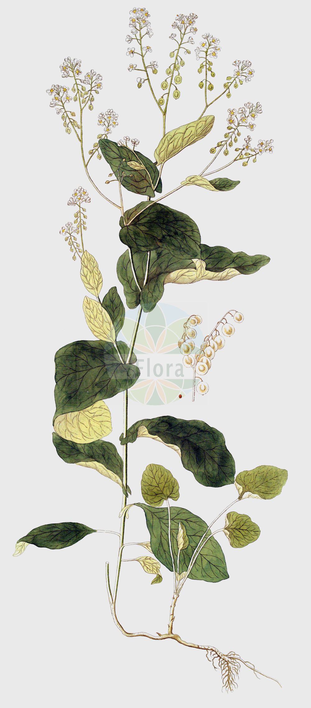 Historische Abbildung von Peltaria alliacea. Das Bild zeigt Blatt, Bluete, Frucht und Same. ---- Historical Drawing of Peltaria alliacea. The image is showing leaf, flower, fruit and seed.(Peltaria alliacea,Peltaria alliacea,Peltaria perennis,Peltaria,Brassicaceae,Kreuzblütler,Cabbage family,Blatt,Bluete,Frucht,Same,leaf,flower,fruit,seed)