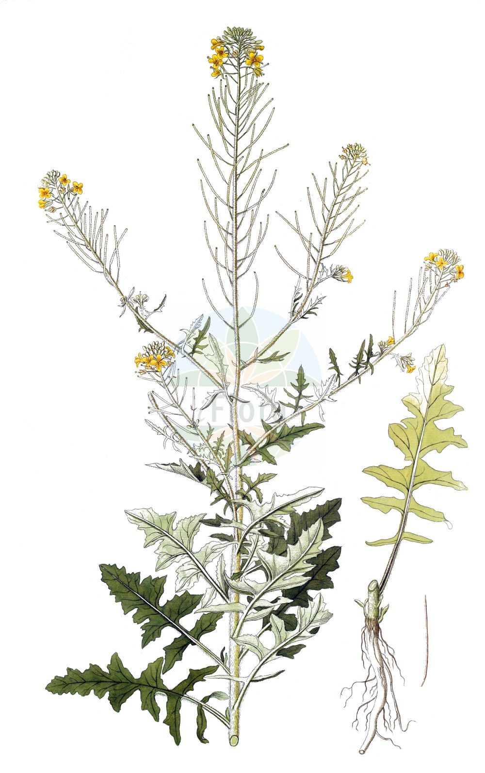 Historische Abbildung von Sisymbrium loeselii (Loesels Rauke - False London-rocket). Das Bild zeigt Blatt, Bluete, Frucht und Same. ---- Historical Drawing of Sisymbrium loeselii (Loesels Rauke - False London-rocket). The image is showing leaf, flower, fruit and seed.(Sisymbrium loeselii,Loesels Rauke,False London-rocket,Sisymbrium loeselii,Loesels Rauke,False London-rocket,Small Tumbleweed Mustard,Loesel Tumble Mustard,Tall Hedge Mustard,Sisymbrium,Rauke,Hedgemustard,Brassicaceae,Kreuzblütler,Cabbage family,Blatt,Bluete,Frucht,Same,leaf,flower,fruit,seed)