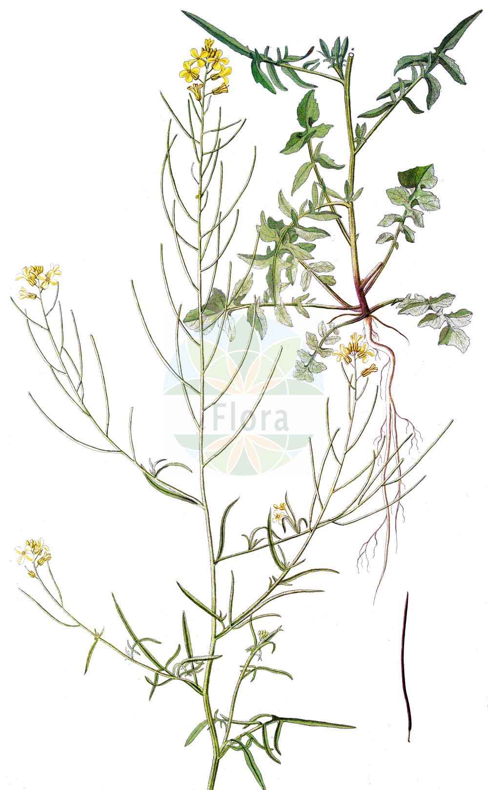 Historische Abbildung von Sisymbrium orientale (Orientalische Rauke - Eastern Rocket). Das Bild zeigt Blatt, Bluete, Frucht und Same. ---- Historical Drawing of Sisymbrium orientale (Orientalische Rauke - Eastern Rocket). The image is showing leaf, flower, fruit and seed.(Sisymbrium orientale,Orientalische Rauke,Eastern Rocket,Brassica subhastata,Sisymbrium columnae,Sisymbrium costei,Sisymbrium longesiliquosum,Sisymbrium orientale,Sisymbrium orientale L. subsp.,Sisymbrium subhastatum,Orientalische Rauke,Eastern Rocket,Indian Hedge Mustard,Oriental Mustard,Sisymbrium,Rauke,Hedgemustard,Brassicaceae,Kreuzblütler,Cabbage family,Blatt,Bluete,Frucht,Same,leaf,flower,fruit,seed)