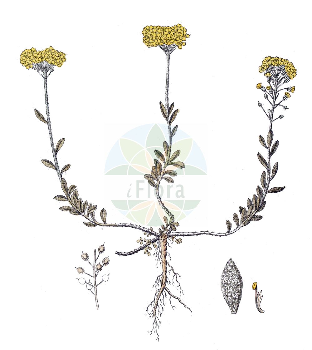 Historische Abbildung von Alyssum montanum (Berg-Steinkraut - Mountain Alison). Das Bild zeigt Blatt, Bluete, Frucht und Same. ---- Historical Drawing of Alyssum montanum (Berg-Steinkraut - Mountain Alison). The image is showing leaf, flower, fruit and seed.(Alyssum montanum,Berg-Steinkraut,Mountain Alison,Alyssum beugesiacum,Alyssum brevifolium,Alyssum collinum,Alyssum montanum,Alyssum porphyreticum,Alyssum psammeum,Alyssum thessalum,Alyssum vourinonense,Alyssum xerophilum,Berg-Steinkraut,Gewoehnliches Berg-Steinkraut,Sand-Steinkraut,Mountain Alison,Mountain Alyssum,Alyssum,Steinkraut,Alison,Brassicaceae,Kreuzblütler,Cabbage family,Blatt,Bluete,Frucht,Same,leaf,flower,fruit,seed)