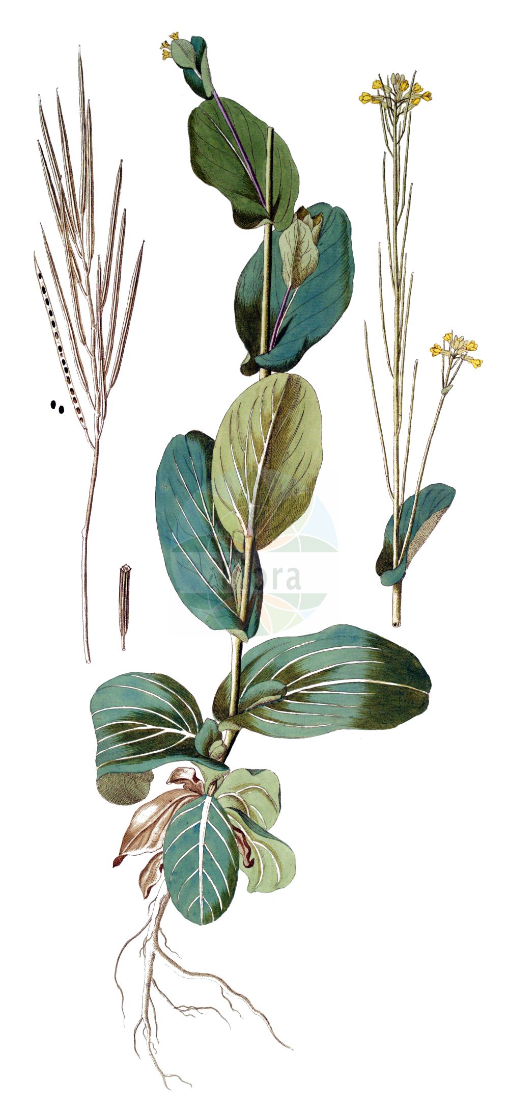 Historische Abbildung von Conringia austriaca. Das Bild zeigt Blatt, Bluete, Frucht und Same. ---- Historical Drawing of Conringia austriaca. The image is showing leaf, flower, fruit and seed.(Conringia austriaca,Brassica austriaca,Conringia austriaca,Goniolobium austriacum,Conringia,Ackerkohl,Hare's Ear Mustard,Brassicaceae,Kreuzblütler,Cabbage family,Blatt,Bluete,Frucht,Same,leaf,flower,fruit,seed)