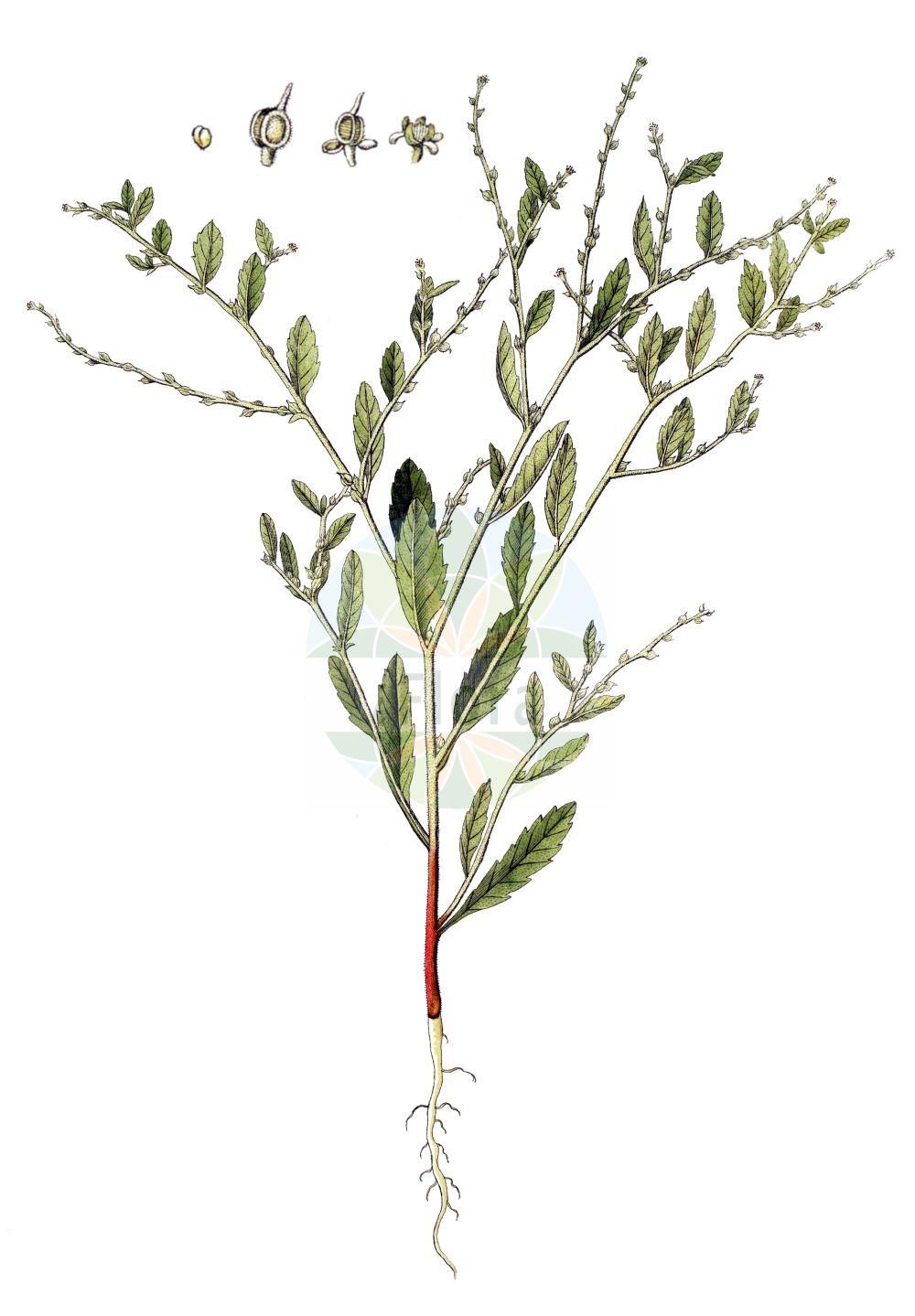 Historische Abbildung von Euclidium syriacum. Das Bild zeigt Blatt, Bluete, Frucht und Same. ---- Historical Drawing of Euclidium syriacum. The image is showing leaf, flower, fruit and seed.(Euclidium syriacum,Anastatica syriaca,Euclidium syriacum,Euclidium,Brassicaceae,Kreuzblütler,Cabbage family,Blatt,Bluete,Frucht,Same,leaf,flower,fruit,seed)