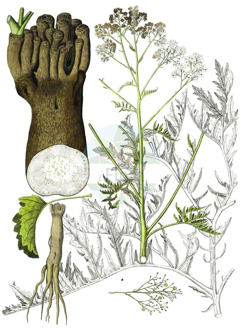 Historische Abbildung von Crambe tataria. Das Bild zeigt Blatt, Bluete, Frucht und Same. ---- Historical Drawing of Crambe tataria. The image is showing leaf, flower, fruit and seed.(Crambe tataria,Crambe litwinowii,Crambe pinnatifida,Crambe tataria,Crambe tatarica,Crambe,Meerkohl,Sea-kale,Brassicaceae,Kreuzblütler,Cabbage family,Blatt,Bluete,Frucht,Same,leaf,flower,fruit,seed)
