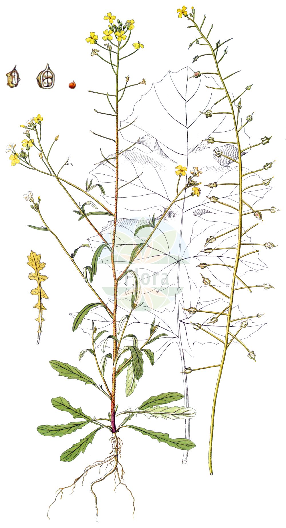 Historische Abbildung von Bunias erucago. Das Bild zeigt Blatt, Bluete, Frucht und Same. ---- Historical Drawing of Bunias erucago. The image is showing leaf, flower, fruit and seed.(Bunias erucago,Bunias arvensis,Bunias aspera,Bunias brachyptera,Bunias erucago,Bunias macroptera,Bunias tricornis,Bunias,Zackenschötchen,Warty-cabbage,Brassicaceae,Kreuzblütler,Cabbage family,Blatt,Bluete,Frucht,Same,leaf,flower,fruit,seed)