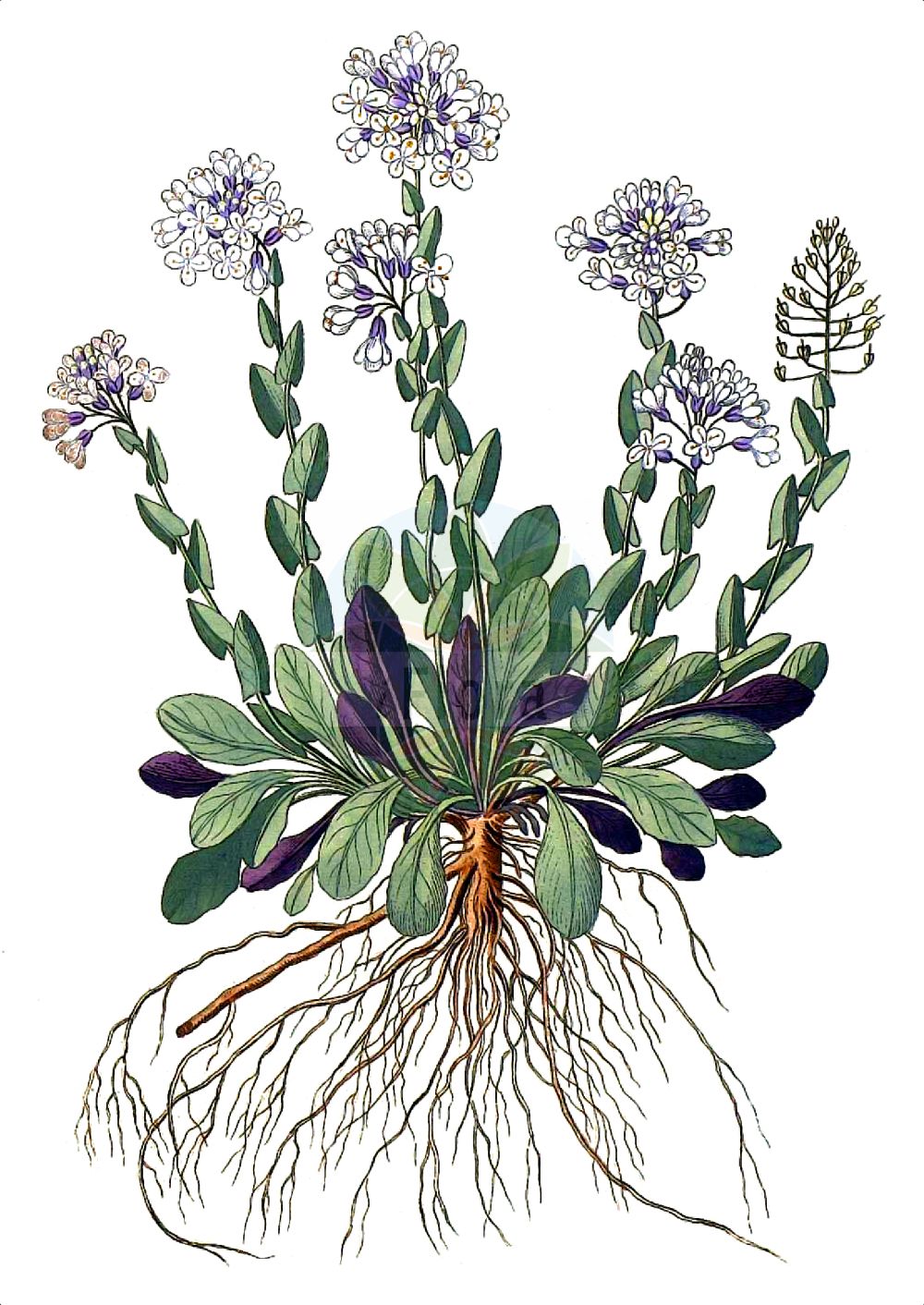 Historische Abbildung von Noccaea praecox. Das Bild zeigt Blatt, Bluete, Frucht und Same. ---- Historical Drawing of Noccaea praecox. The image is showing leaf, flower, fruit and seed.(Noccaea praecox,Noccaea praecox,Thlaspi praecox,Noccaea,Hellerkraut,Brassicaceae,Kreuzblütler,Cabbage family,Blatt,Bluete,Frucht,Same,leaf,flower,fruit,seed)