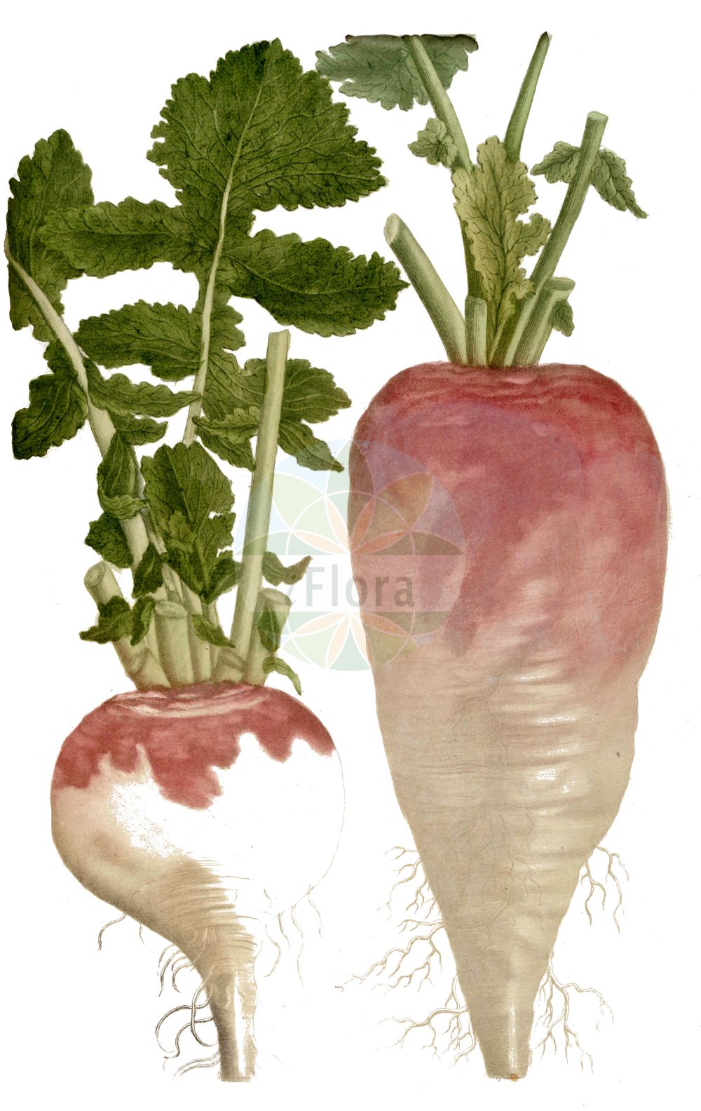 Historische Abbildung von Brassica rapa (Feldrübe - Turnip). Das Bild zeigt Blatt, Bluete, Frucht und Same. ---- Historical Drawing of Brassica rapa (Feldrübe - Turnip). The image is showing leaf, flower, fruit and seed.(Brassica rapa,Feldrübe,Turnip,Brassica asperifolia,Brassica campestris,Brassica pekinensis,Brassica rapa,Feldruebe,Breitblatt-Chinakohl,Pe-tsai,Schmalblatt-China-Kohl,Stoppelruebe,Wasserruebe,Weisse Ruebe,Wilde Weissruebe,Turnip,Forage Turnip,Field Mustard,Garden Turnip,Brassica,Kohl,Brassicas,Brassicaceae,Kreuzblütler,Cabbage family,Blatt,Bluete,Frucht,Same,leaf,flower,fruit,seed,Weinmann (1737-1745))
