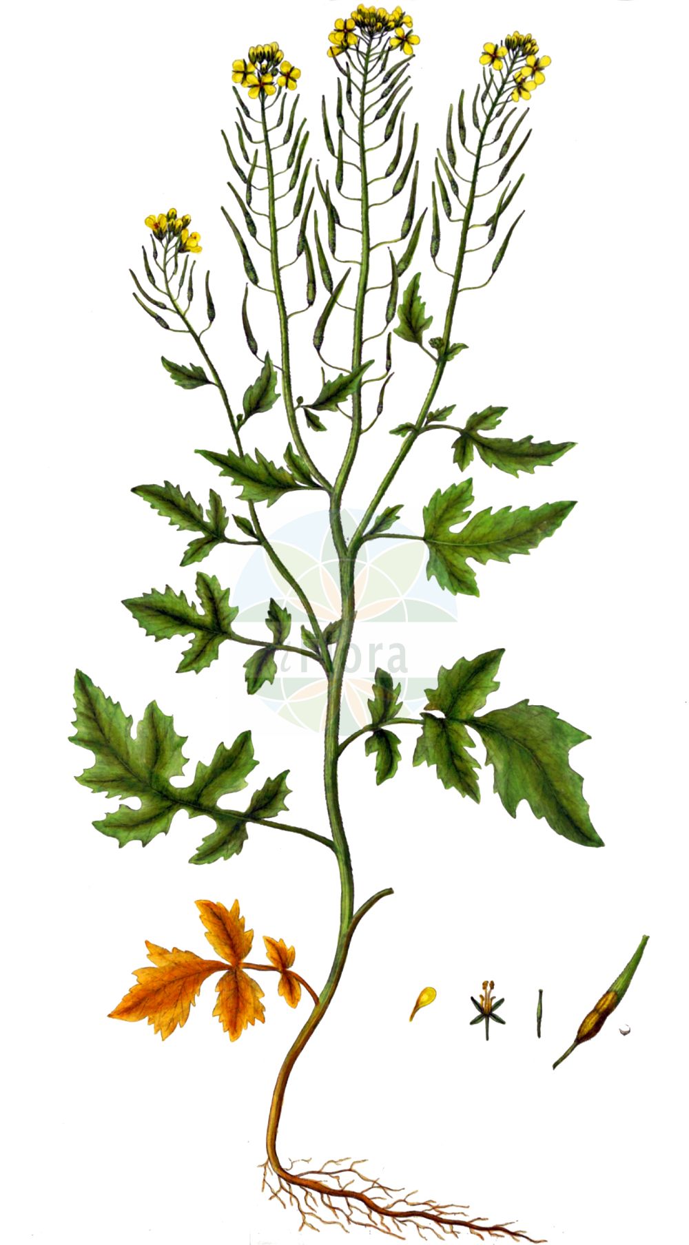 Historische Abbildung von Sinapis alba (Gelber Senf - White Mustard). Das Bild zeigt Blatt, Bluete, Frucht und Same. ---- Historical Drawing of Sinapis alba (Gelber Senf - White Mustard). The image is showing leaf, flower, fruit and seed.(Sinapis alba,Gelber Senf,White Mustard,Leucosinapis alba,Sinapis alba var.,Sinapis alba,Gelber Senf,Weisser Senf,White Mustard,Sinapis,Senf,Mustard,Brassicaceae,Kreuzblütler,Cabbage family,Blatt,Bluete,Frucht,Same,leaf,flower,fruit,seed,Oeder (1761-1883))