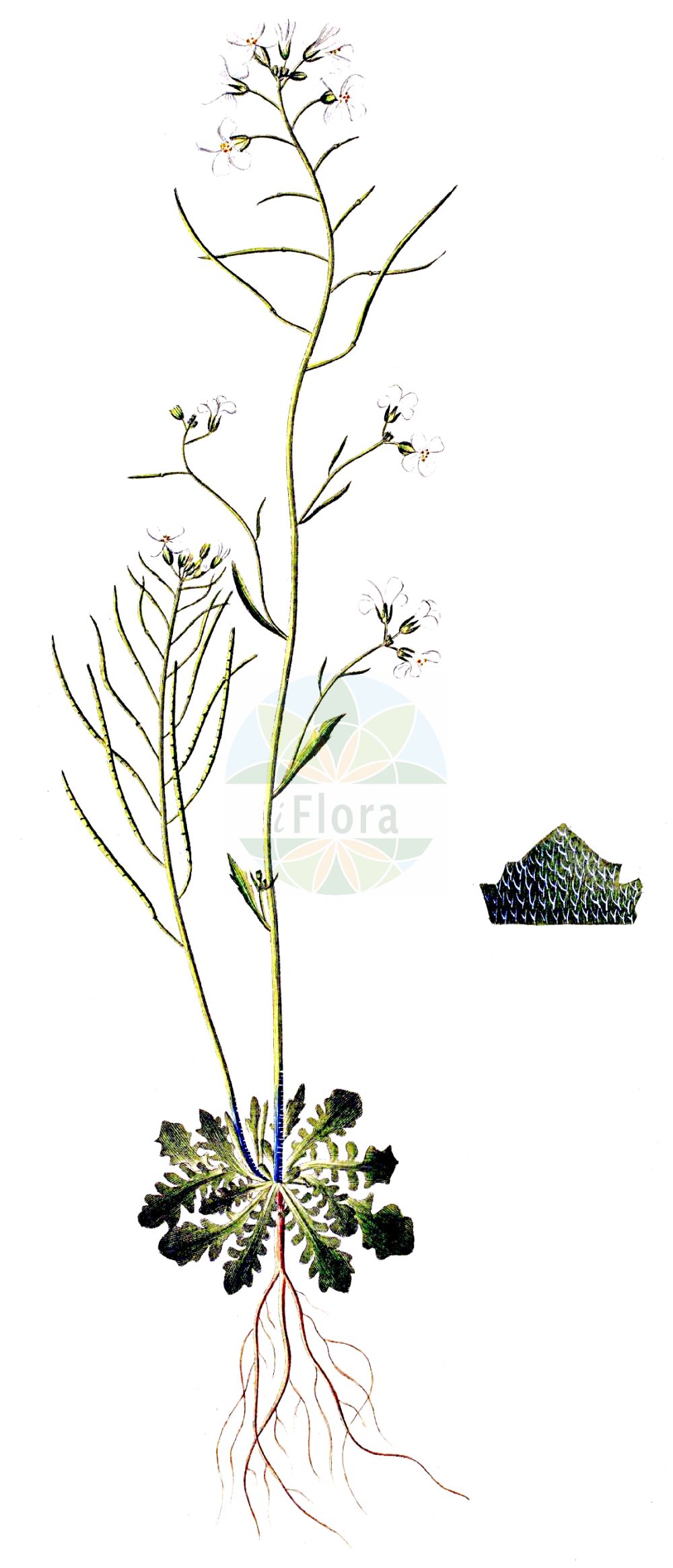 Historische Abbildung von Arabidopsis arenosa (Sand-Schmalwand - Sand Rock-cress). Das Bild zeigt Blatt, Bluete, Frucht und Same. ---- Historical Drawing of Arabidopsis arenosa (Sand-Schmalwand - Sand Rock-cress). The image is showing leaf, flower, fruit and seed.(Arabidopsis arenosa,Sand-Schmalwand,Sand Rock-cress,Arabidopsis arenosa,Arabis arenosa,Arabis segetalis,Cardaminopsis arenosa,Cardaminopsis suecica,Sisymbrium arenosum,Sand-Schmalwand,Felsen-Sand-Schaumkresse,Sand Rock-cress,Tall Rockcress,Northern Rock-cress,Arabidopsis,Schmalwand,Rockcress,Brassicaceae,Kreuzblütler,Cabbage family,Blatt,Bluete,Frucht,Same,leaf,flower,fruit,seed,Oeder (1761-1883))