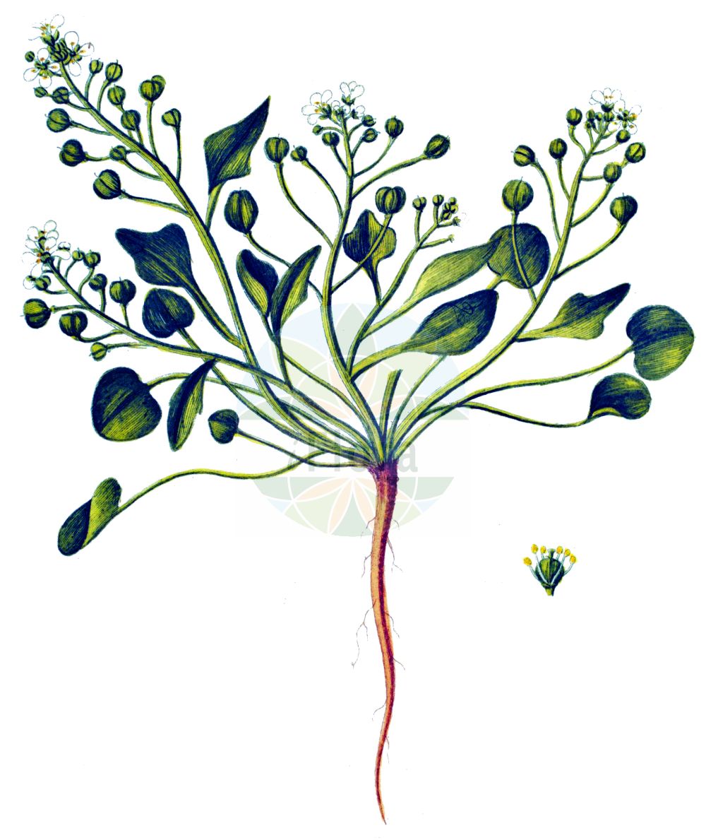 Historische Abbildung von Cochlearia danica (Dänisches Löffelkraut - Danish Scurvygrass). Das Bild zeigt Blatt, Bluete, Frucht und Same. ---- Historical Drawing of Cochlearia danica (Dänisches Löffelkraut - Danish Scurvygrass). The image is showing leaf, flower, fruit and seed.(Cochlearia danica,Dänisches Löffelkraut,Danish Scurvygrass,Cochlearia danica,Daenisches Loeffelkraut,Danish Scurvygrass,Early Scurvygrass,Cochlearia,Löffelkraut,Scurvygrass,Brassicaceae,Kreuzblütler,Cabbage family,Blatt,Bluete,Frucht,Same,leaf,flower,fruit,seed,Oeder (1761-1883))