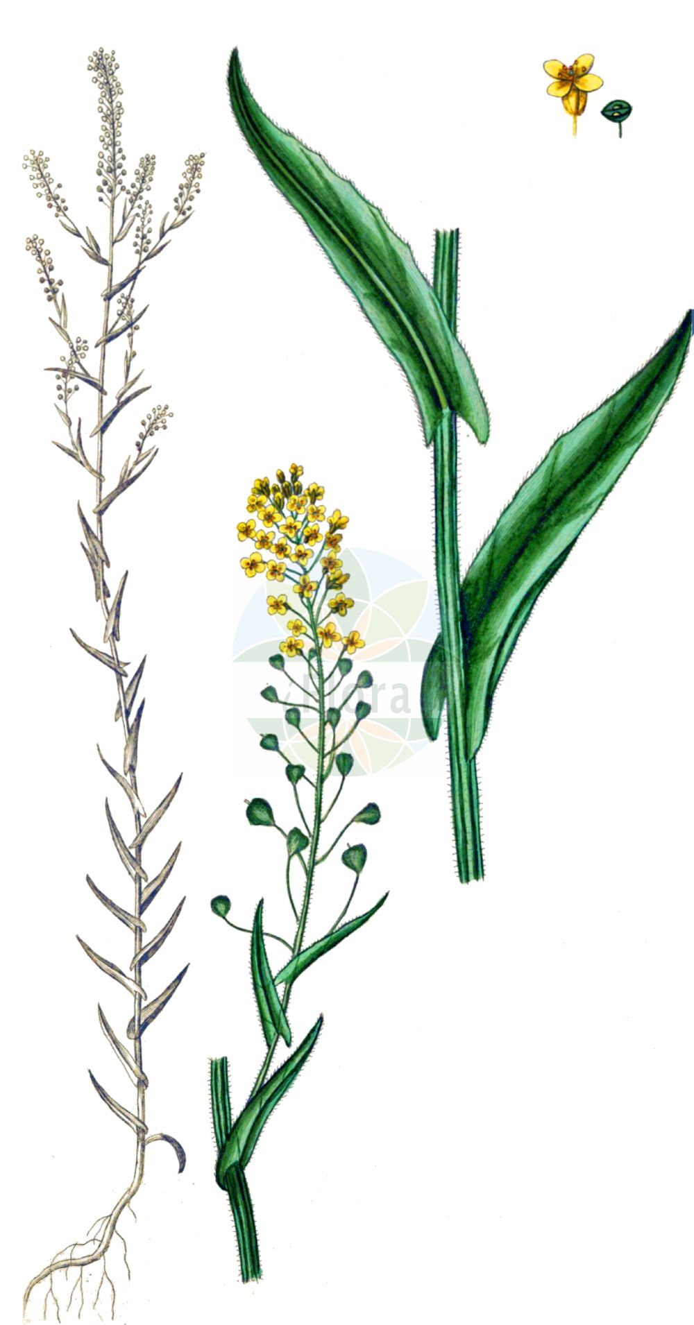 Historische Abbildung von Neslia paniculata (Finkensame - Ball Mustard). Das Bild zeigt Blatt, Bluete, Frucht und Same. ---- Historical Drawing of Neslia paniculata (Finkensame - Ball Mustard). The image is showing leaf, flower, fruit and seed.(Neslia paniculata,Finkensame,Ball Mustard,Myagrum paniculatum,Neslia paniculata,Vogelia apiculata,Vogelia paniculata,Finkensame,Ball Mustard,Neslia,Finkensame,Ball Mustard,Brassicaceae,Kreuzblütler,Cabbage family,Blatt,Bluete,Frucht,Same,leaf,flower,fruit,seed,Oeder (1761-1883))